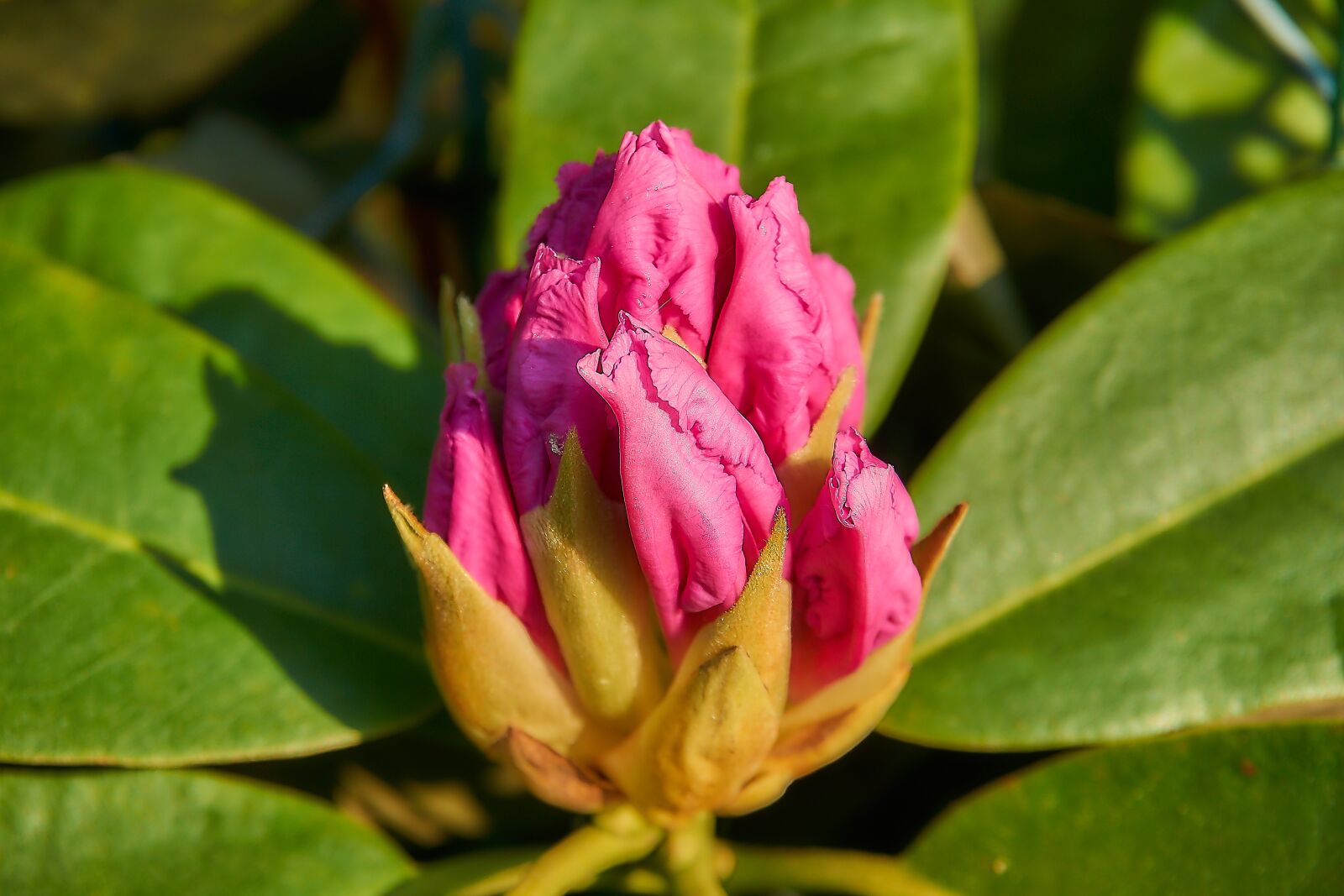 Sony a6000 sample photo. Rhododendron, blossom, bloom photography
