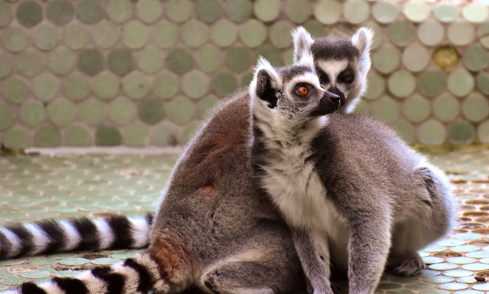 Nikon D7200 sample photo. Ape, lemur, cute photography