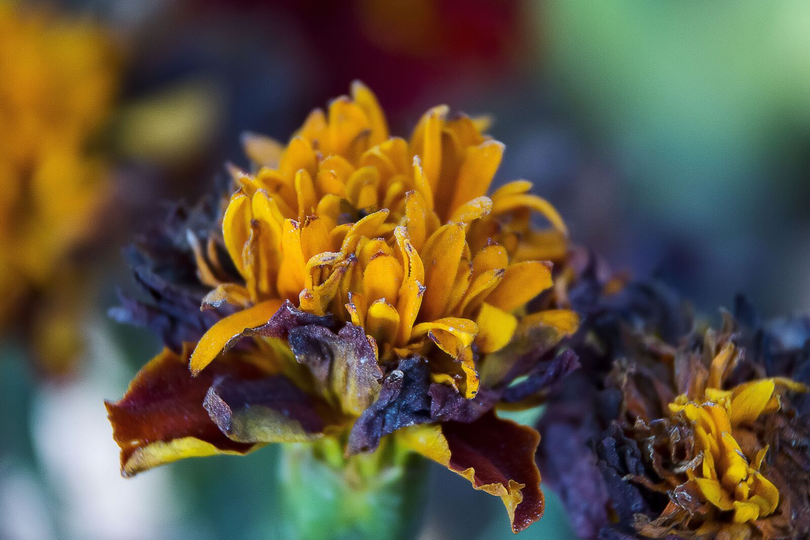 Nikon D7100 sample photo. Nature, flower, flora photography