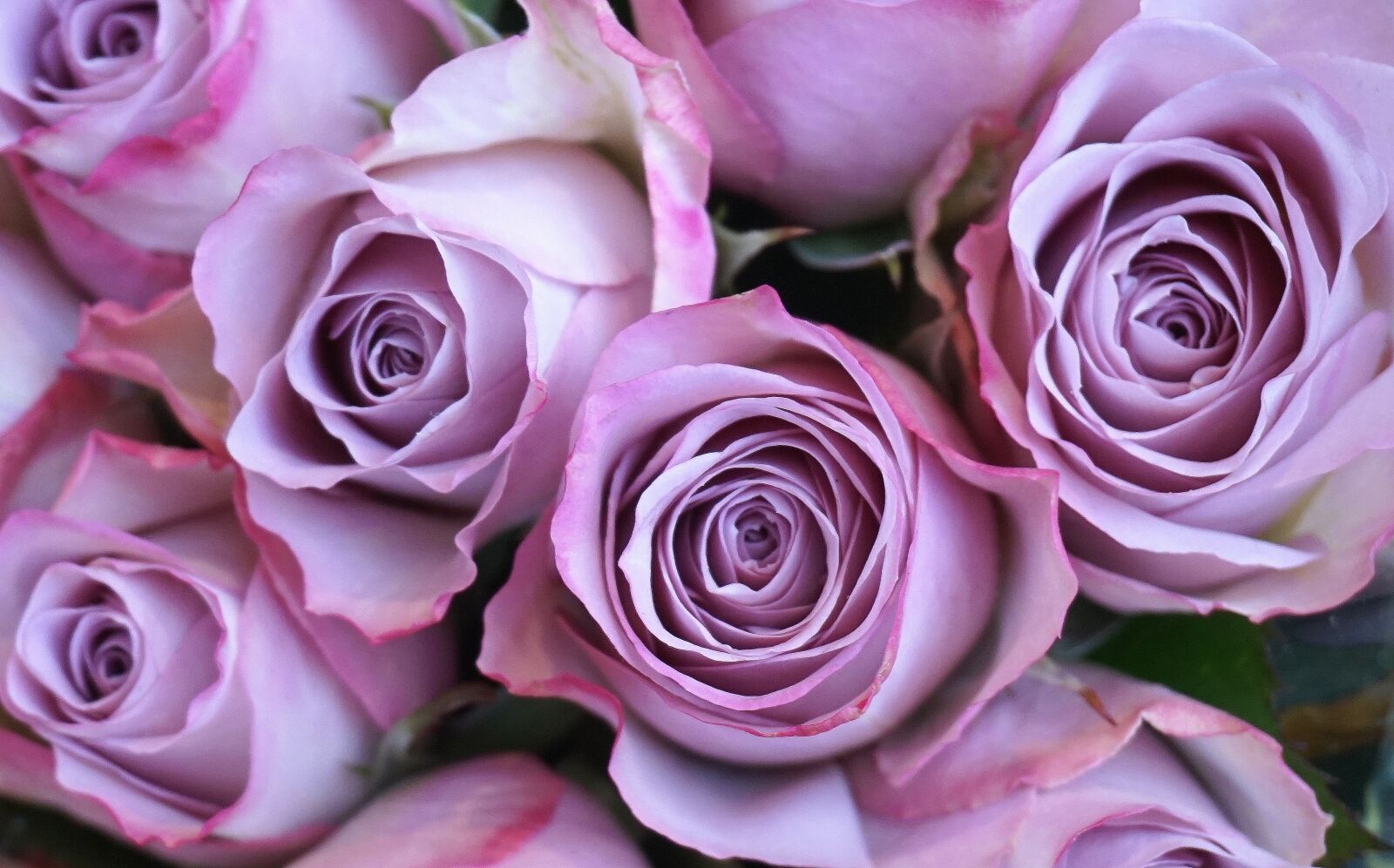 Sony E 16-50mm F3.5-5.6 PZ OSS sample photo. Roses, purple, flowers photography