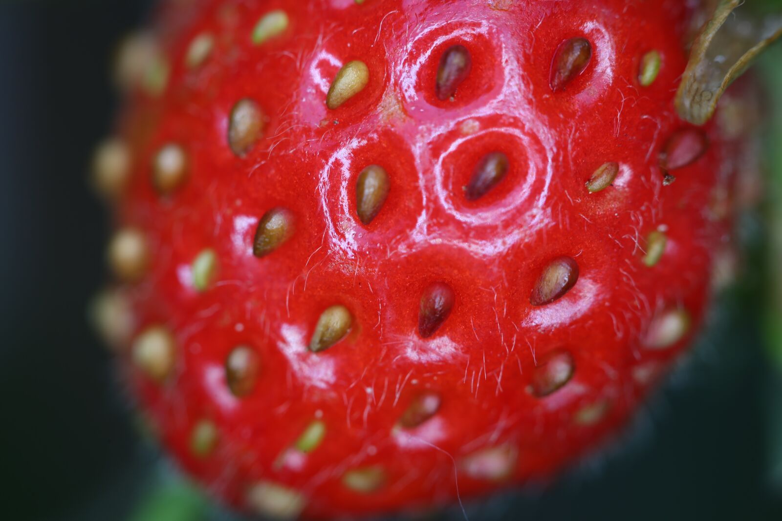 Canon EF 100mm F2.8L Macro IS USM sample photo. Strawberry, fruit, food photography