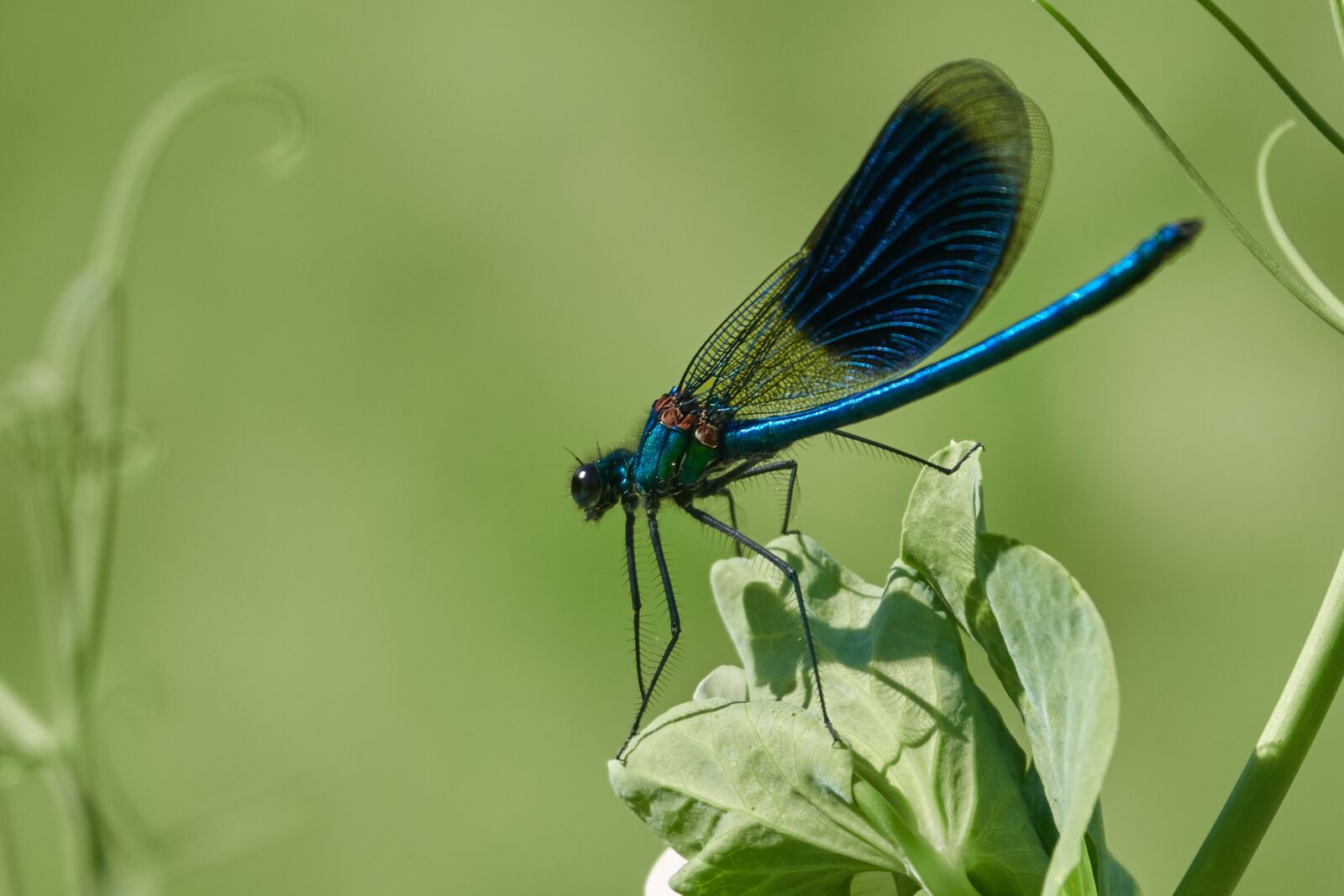 Sony Cyber-shot DSC-RX10 IV sample photo. Dragonfly, grass, insect photography