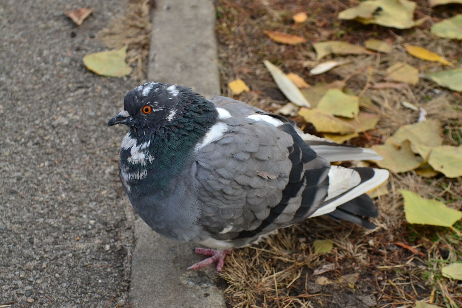 Nikon D3100 sample photo. Dove, autumn, leaves photography