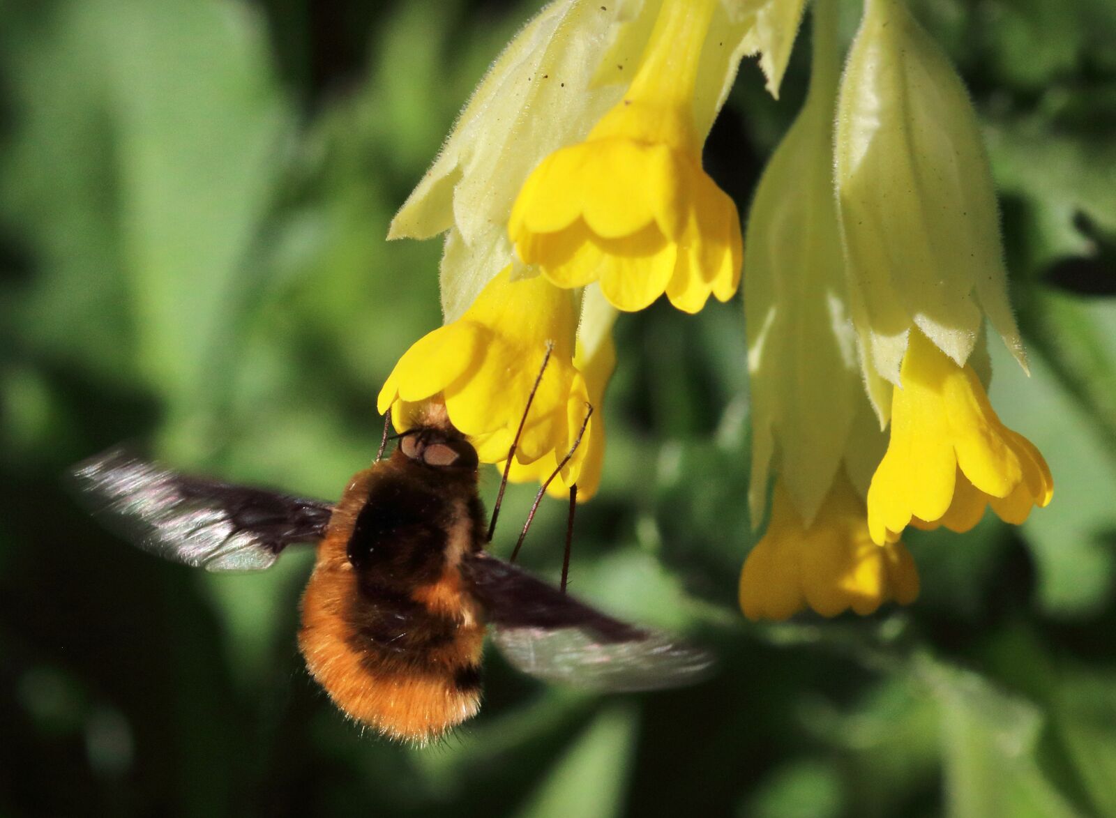 Canon EOS 80D sample photo. Bee-fly, bombylius major, insect photography
