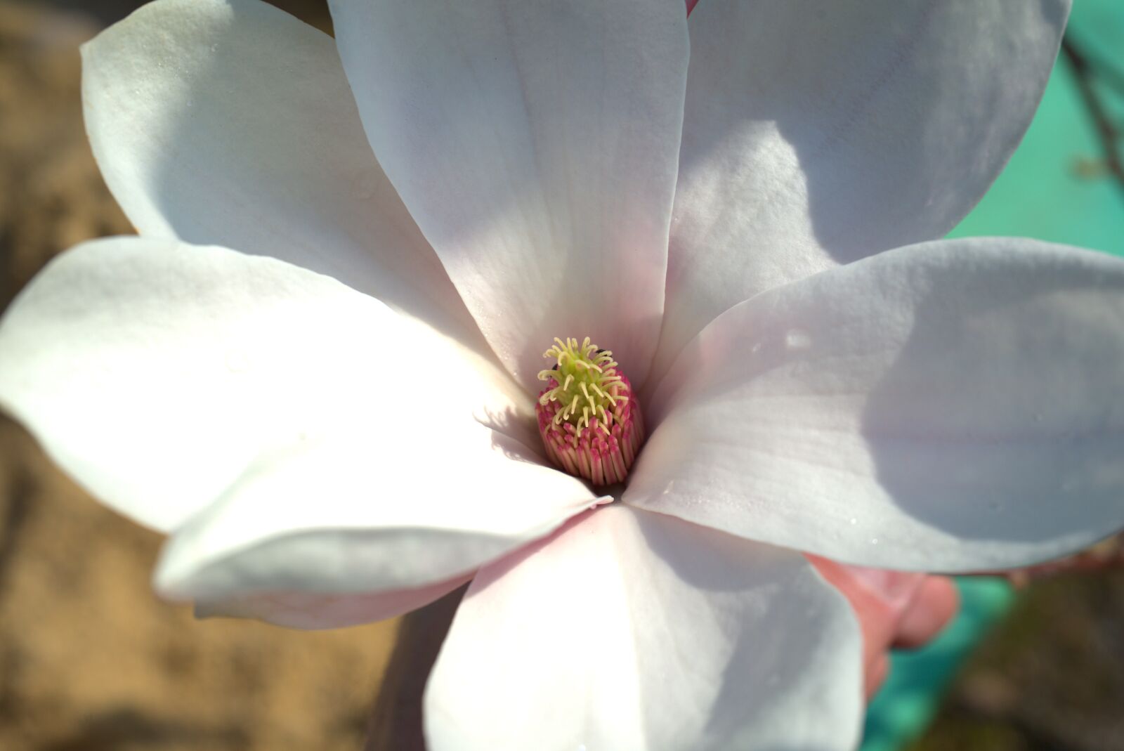 Sony FE 50mm F2.8 Macro sample photo. Magnolia, flower, spring photography