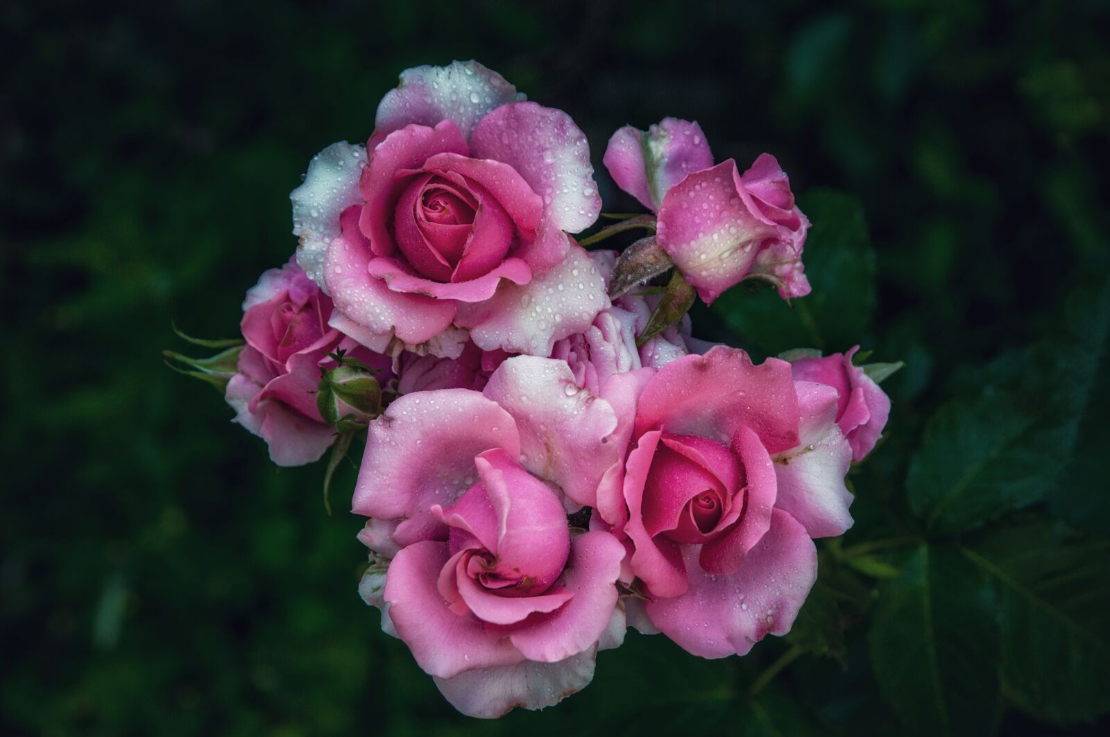 Nikon D300S sample photo. Roses, flowers, macro photography