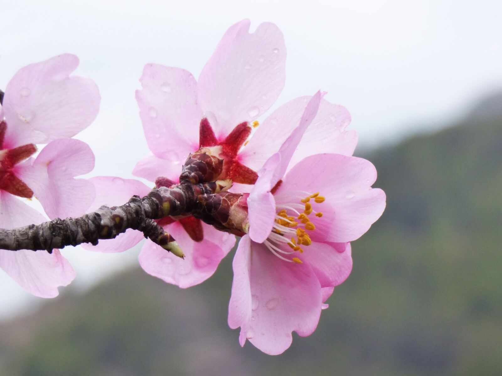 Panasonic Lumix DMC-FZ70 sample photo. Almond tree, almond flower photography