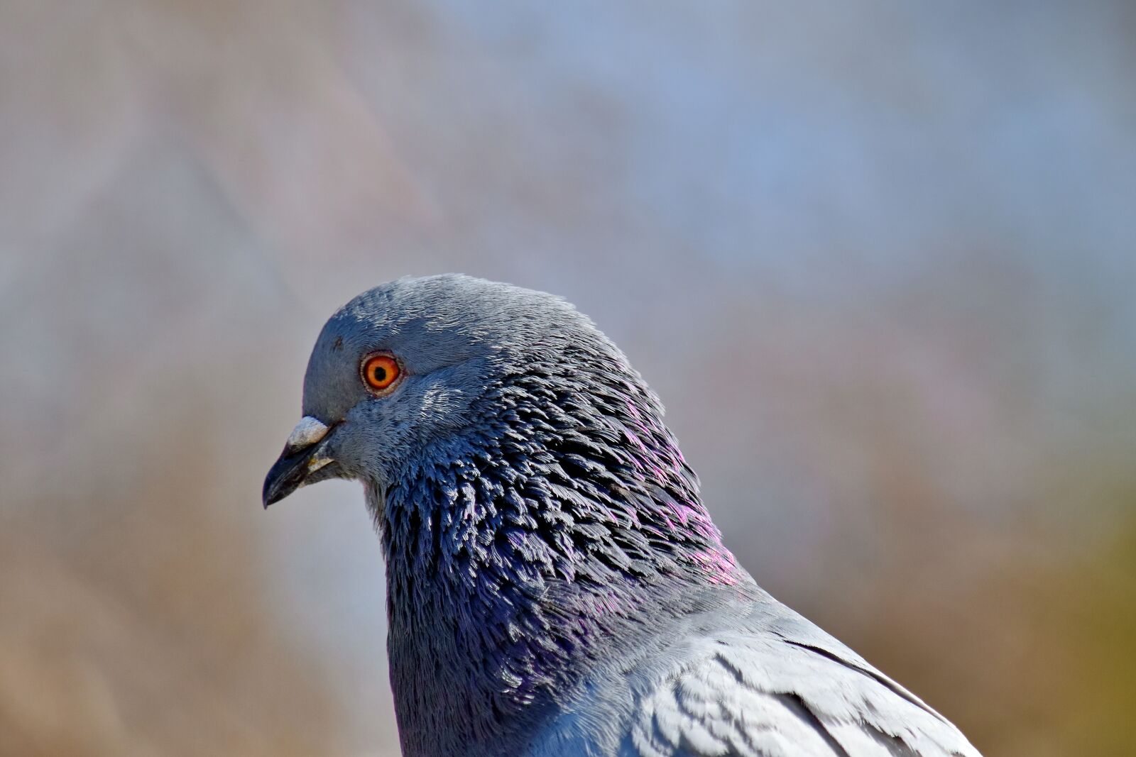 Nikon D5500 sample photo. Feather, head, ornithology, pigeon photography