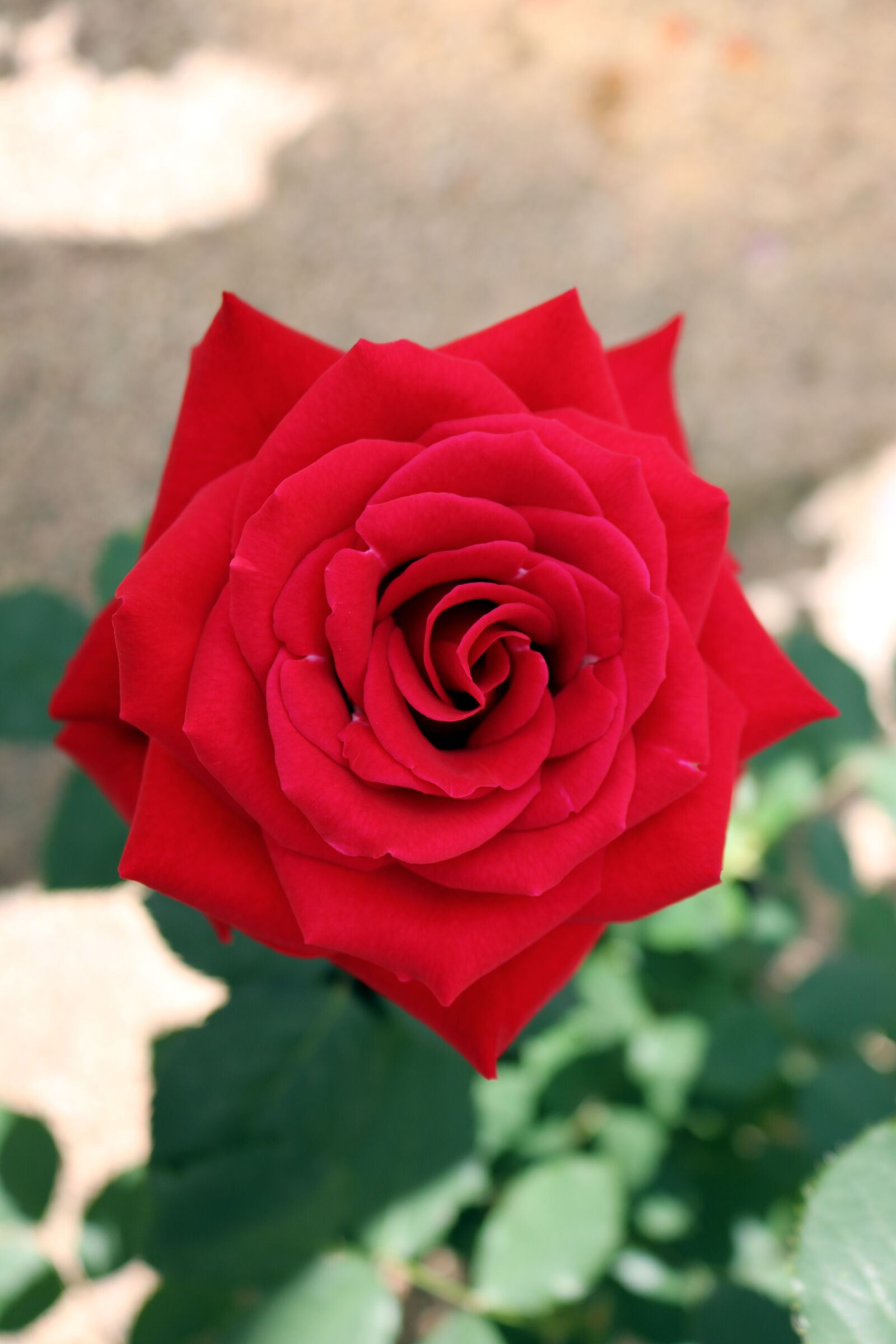 Canon EOS 750D (EOS Rebel T6i / EOS Kiss X8i) sample photo. Roses, nature, garden photography