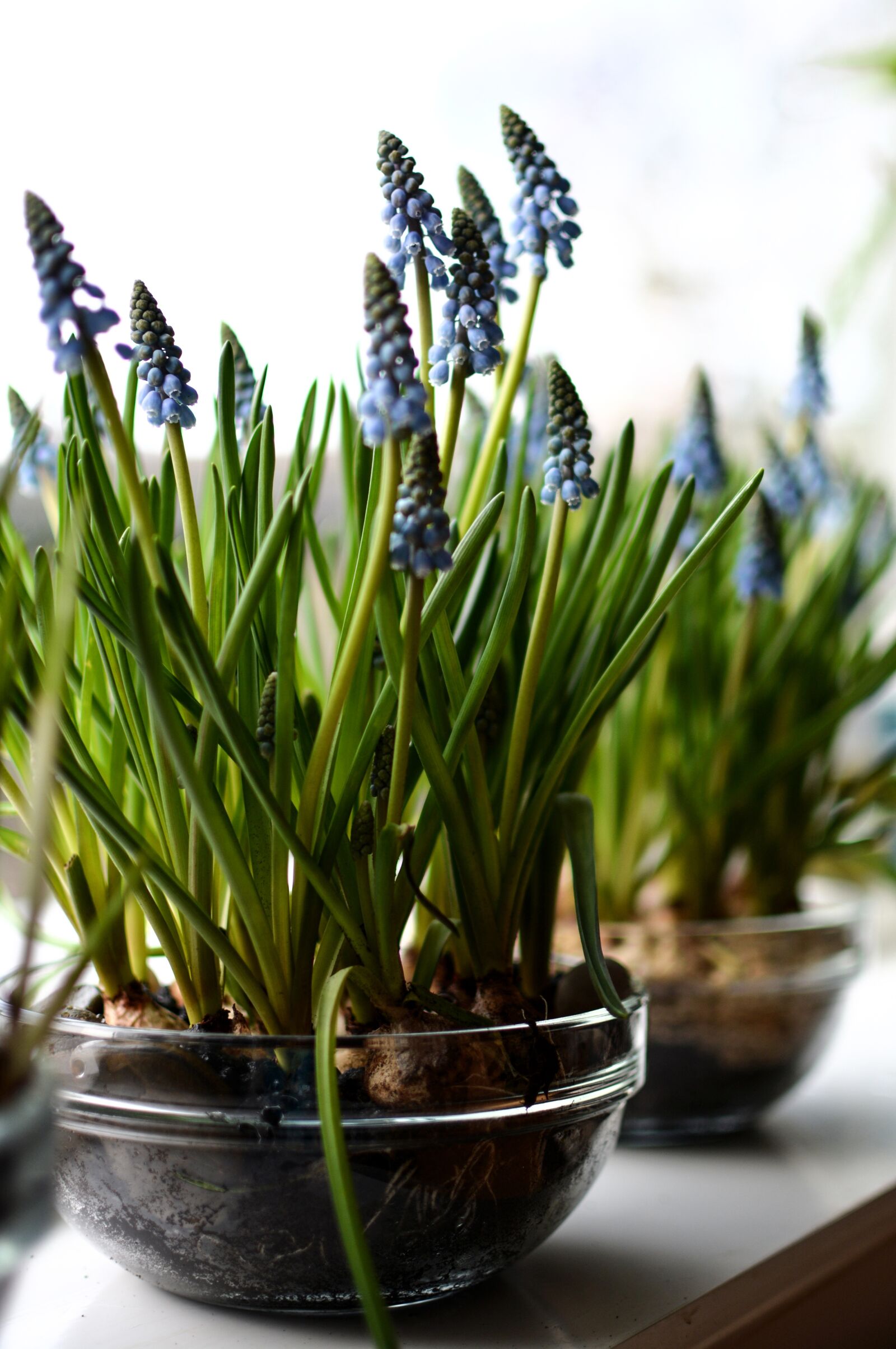Nikon D5200 sample photo. Hyacinth, flowers, blossom photography