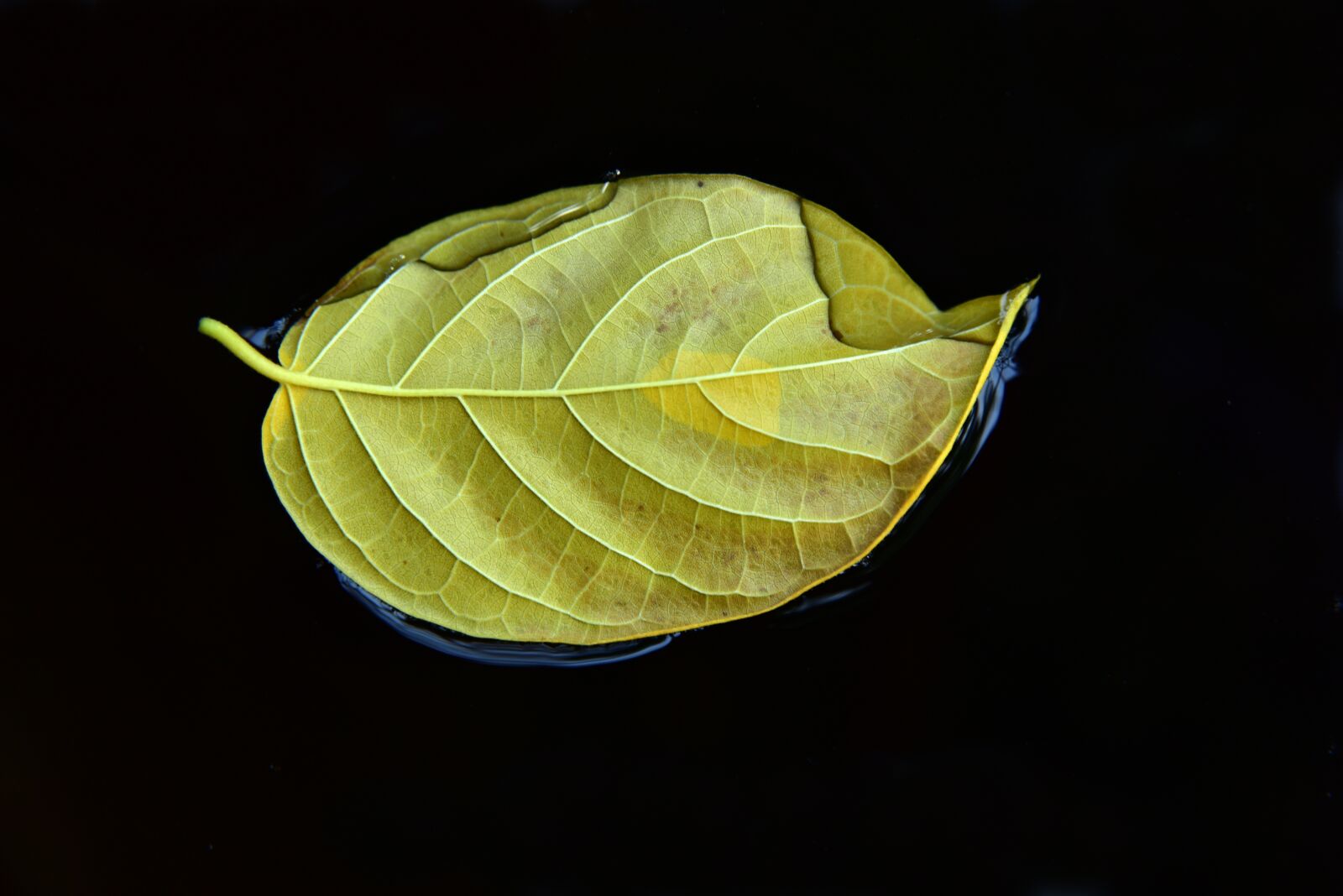 Nikon D750 sample photo. Leaf, autumn, water photography