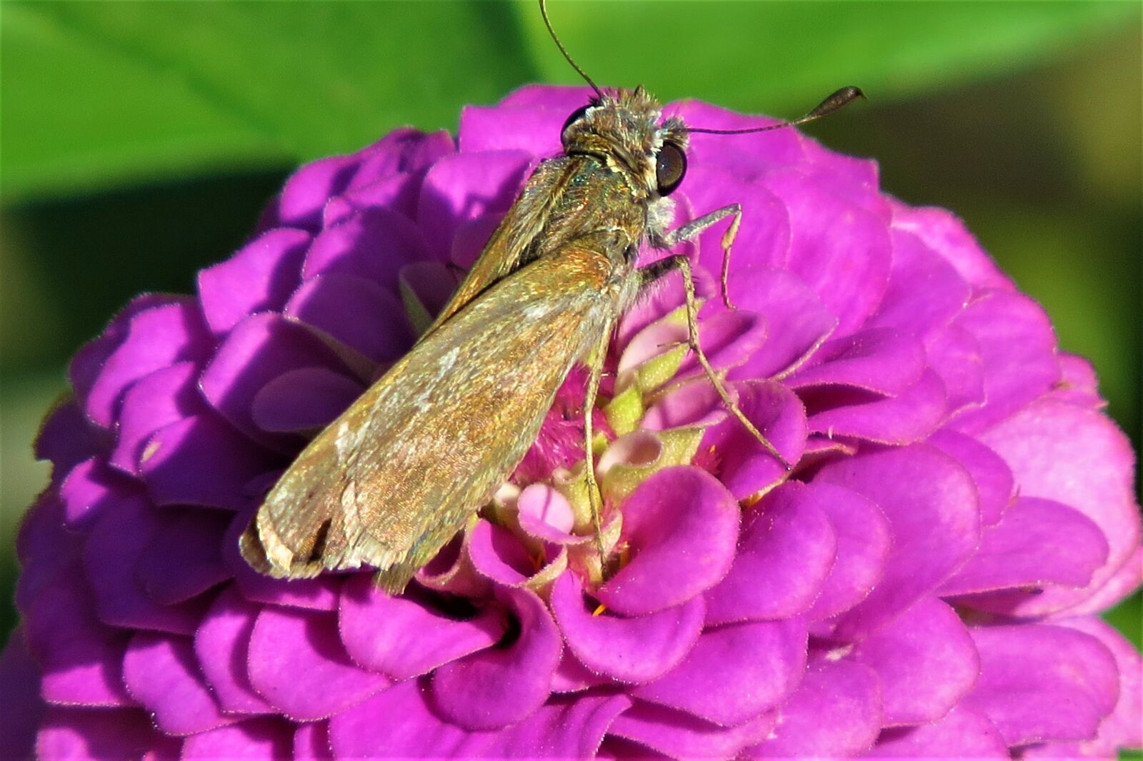 Canon PowerShot SX50 HS sample photo. Flower, brown moth, pink photography