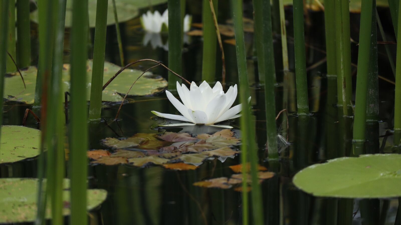 Canon EOS M50 (EOS Kiss M) + Canon EF-M 55-200mm F4.5-6.3 IS STM sample photo. Lily, pond, flower photography