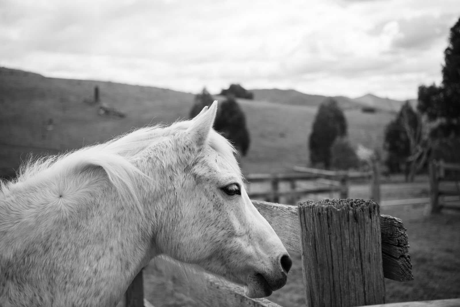 Nikon D750 sample photo. Horse, pony, australian pony photography
