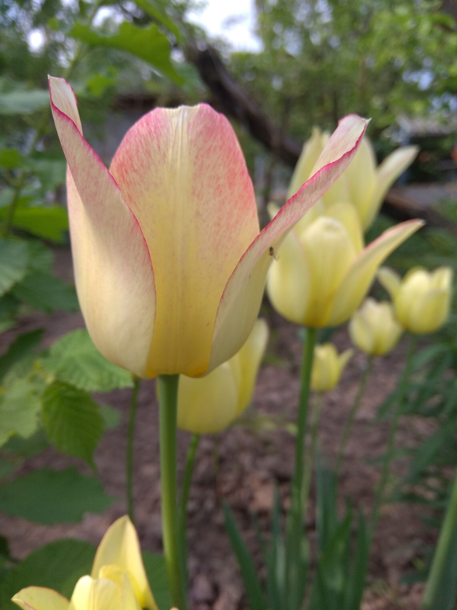 Xiaomi Redmi Note 4 sample photo. Flower, nature, yellow photography