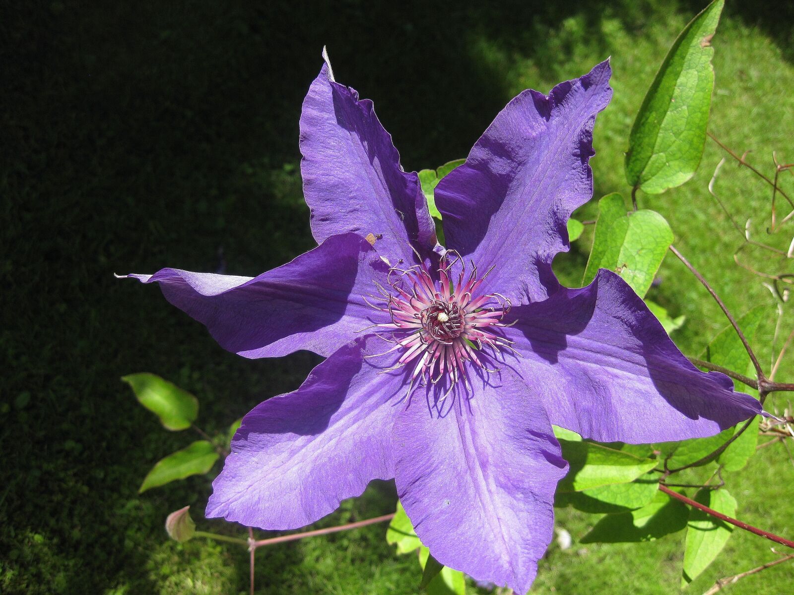 Canon PowerShot SD790 IS (Digital IXUS 90 IS / IXY Digital 95 IS) sample photo. Blossom, bloom, bee pollen photography