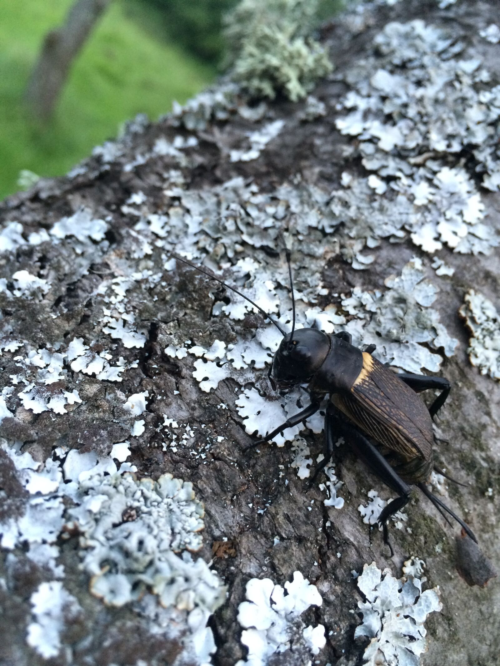 iPhone 5s back camera 4.15mm f/2.2 sample photo. Cricket, nature, nice photography
