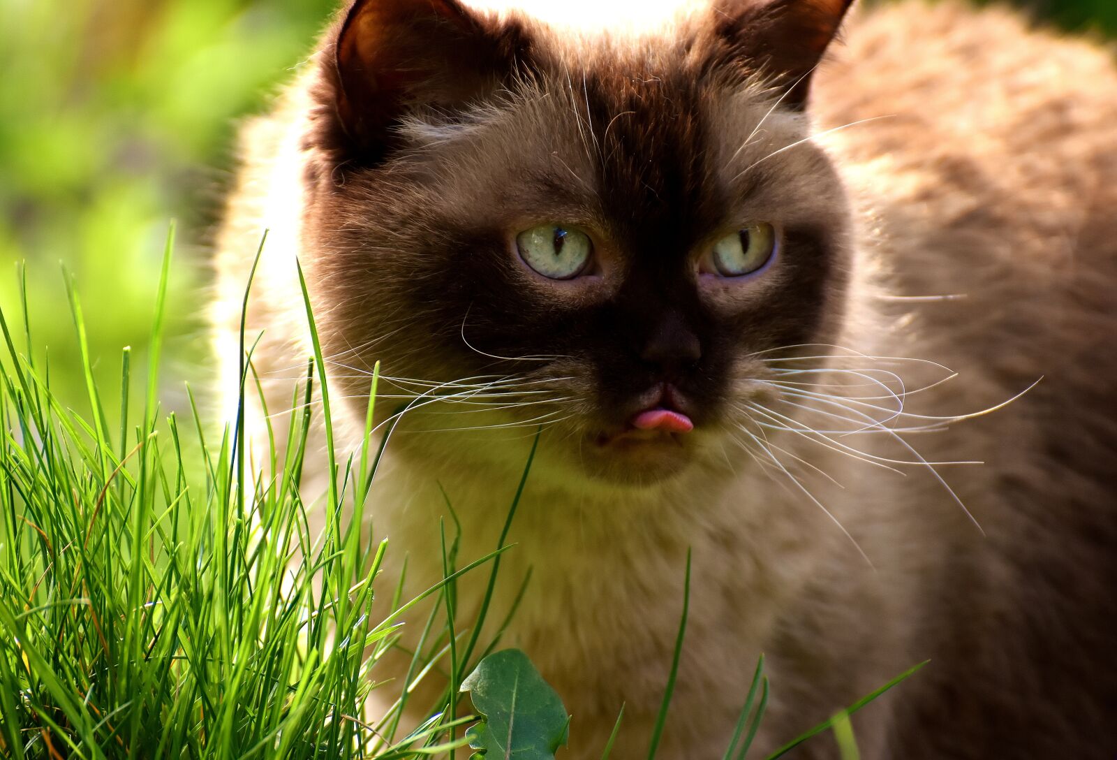 Nikon D7200 sample photo. British shorthair, cat, mieze photography