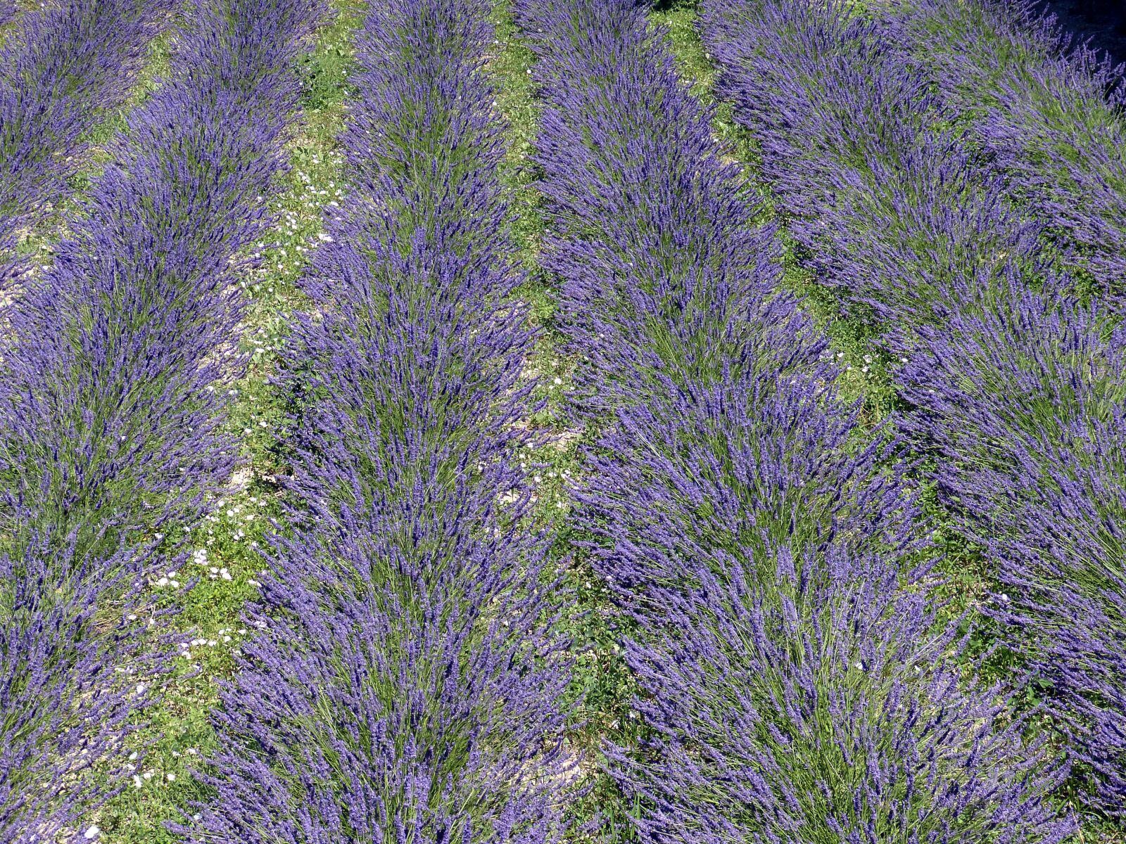 Panasonic Lumix DMC-FZ150 sample photo. France, st remy, provence photography