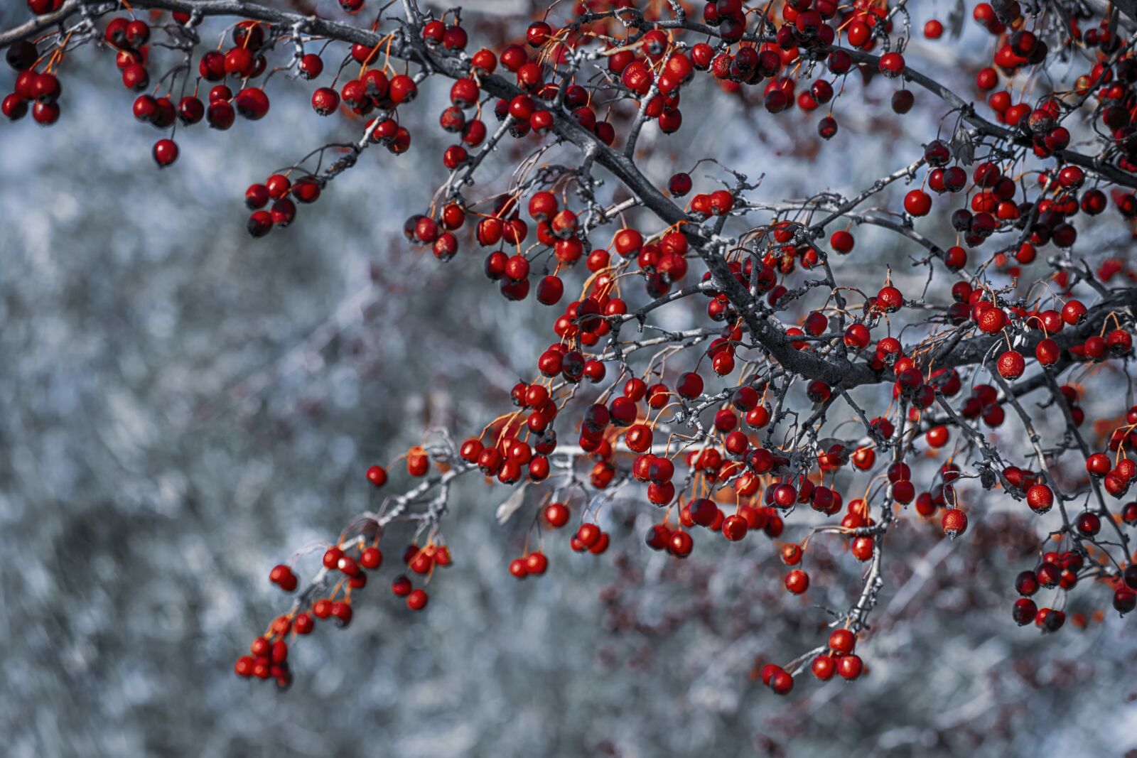 Nikon D3300 sample photo. Berries, fruits, plant photography