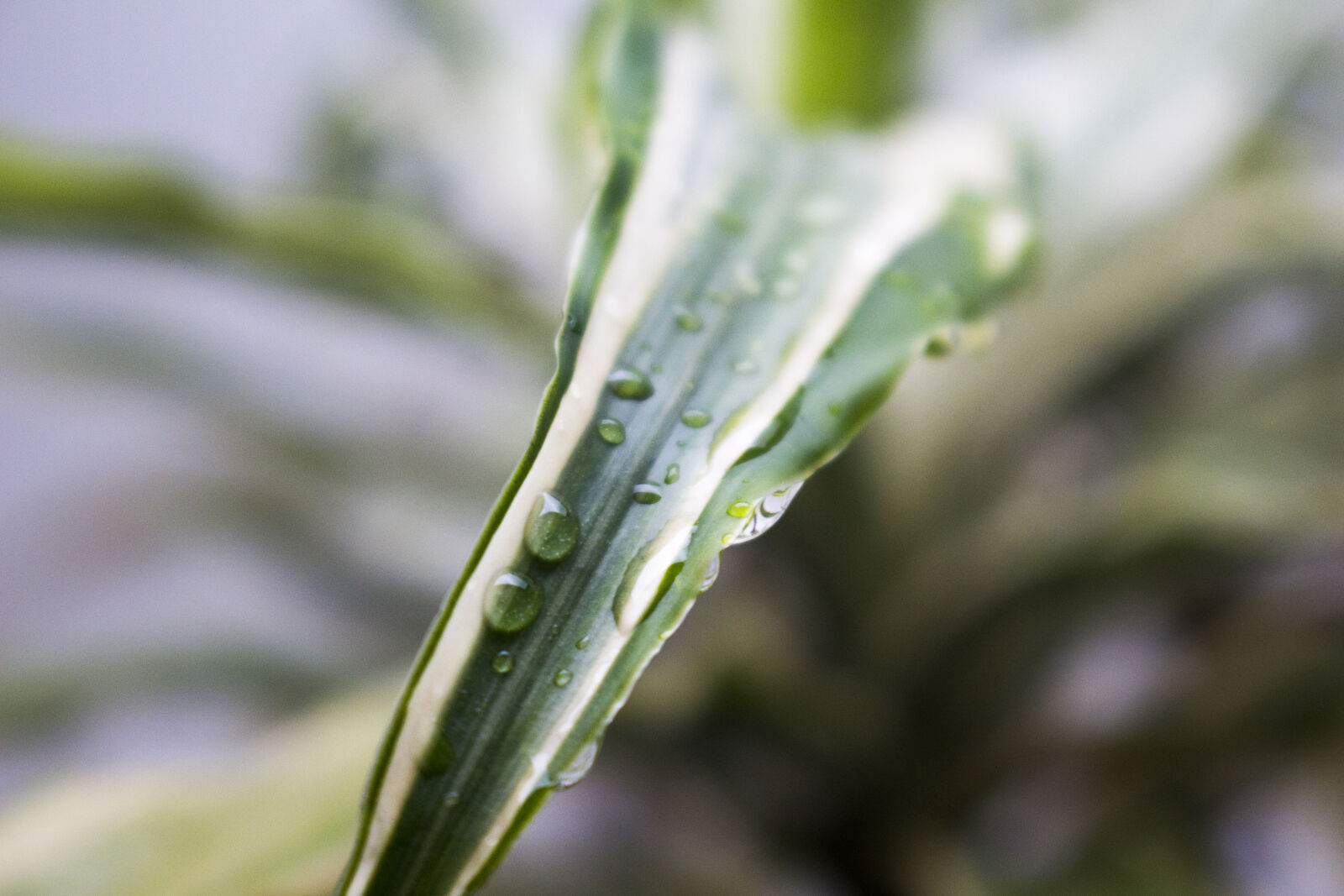 Canon EOS 700D (EOS Rebel T5i / EOS Kiss X7i) sample photo. After, the, rain, decorative photography