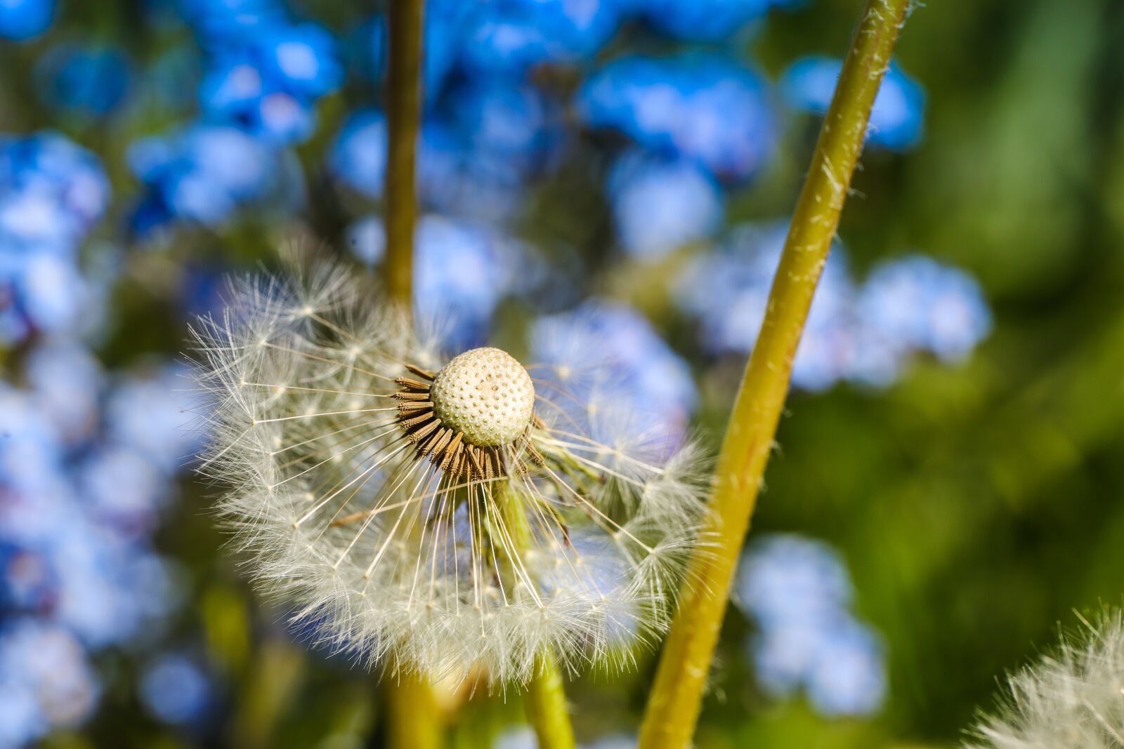 Canon EOS R sample photo. Dandelion, oblivion, blue photography
