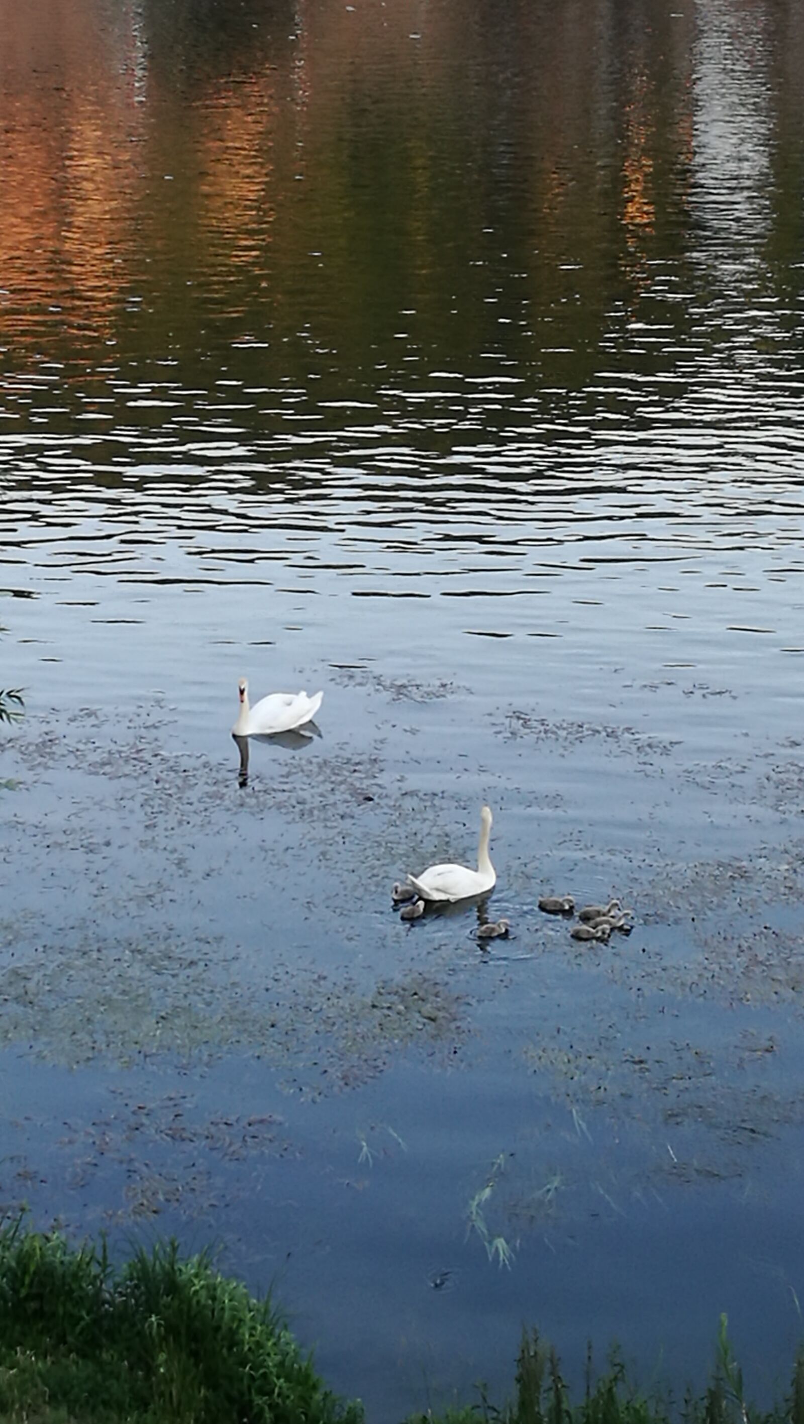HUAWEI P9 sample photo. Swan, family, river photography
