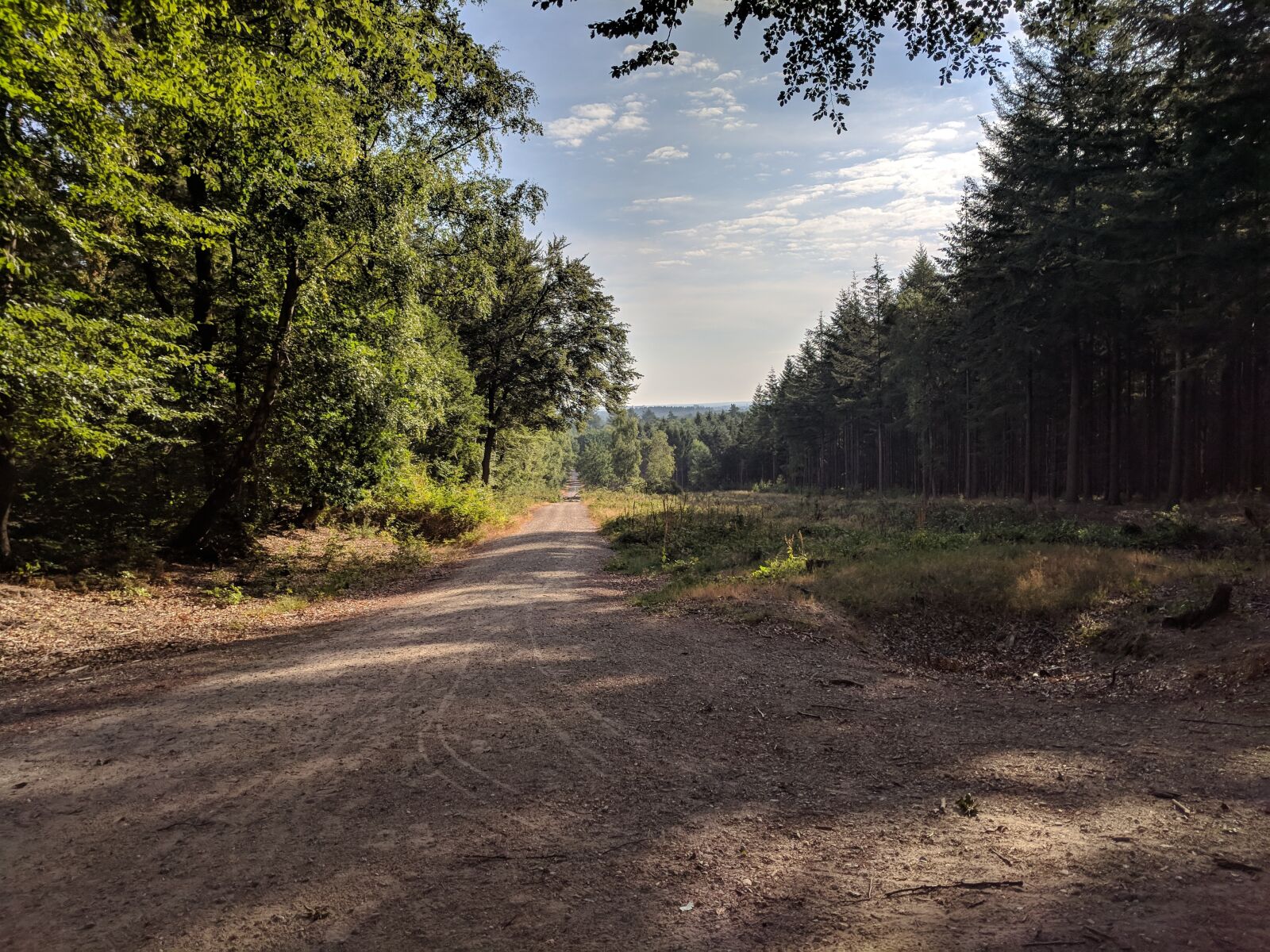 Google Pixel sample photo. Path, forest, trees photography