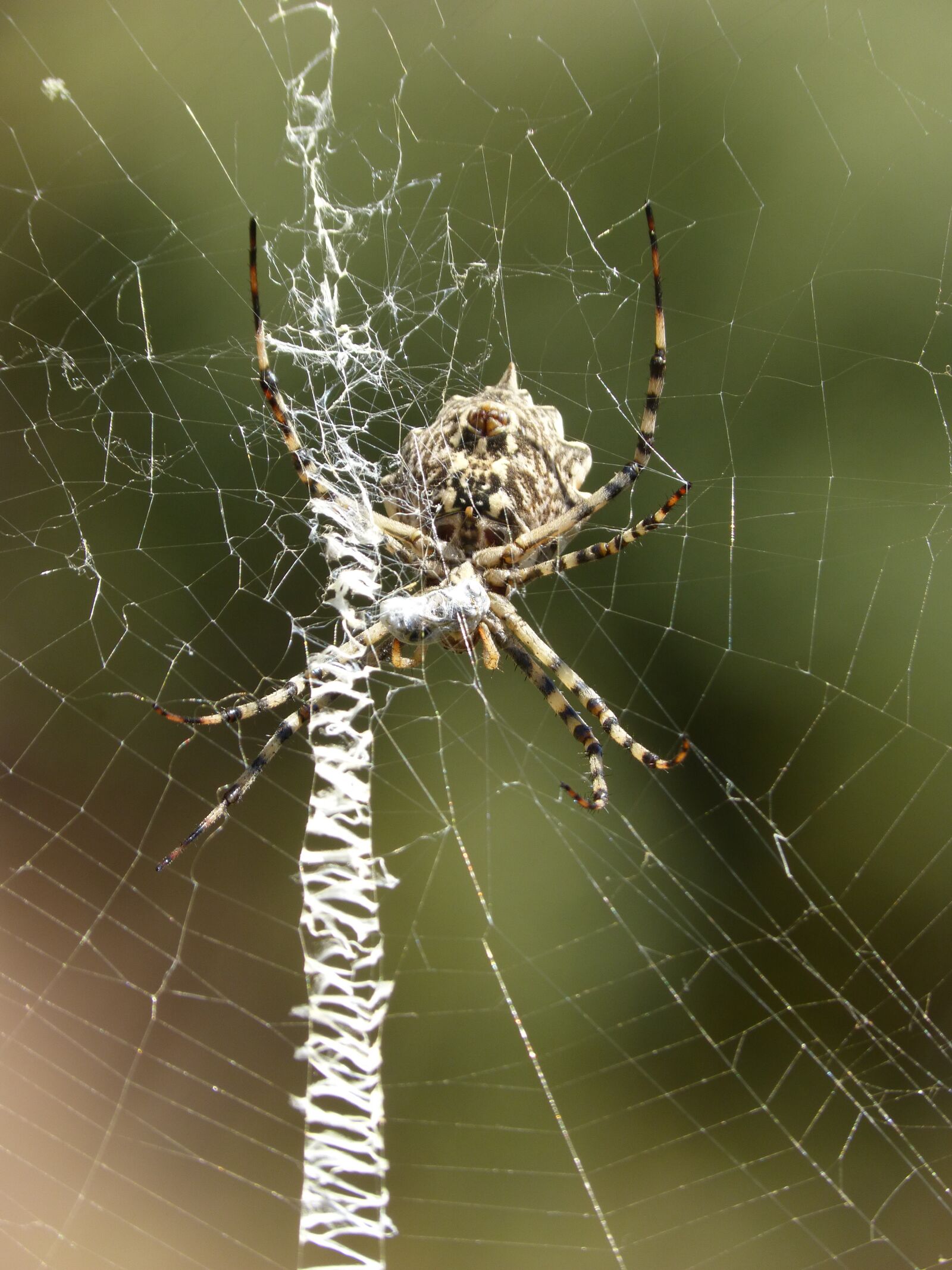Panasonic DMC-FZ62 sample photo. Spider, web, cobweb photography