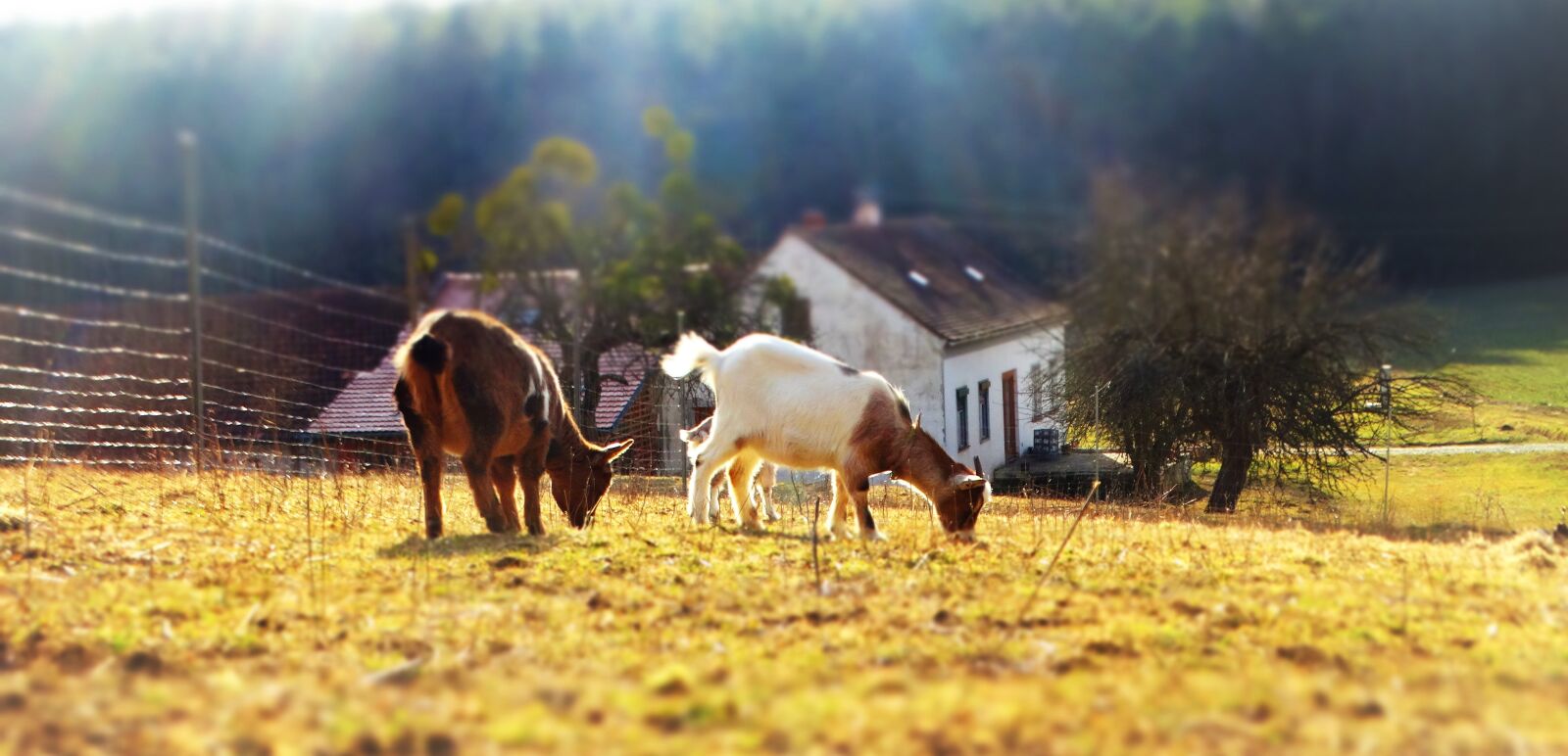 Sony Cyber-shot DSC-HX300 sample photo. Goats, beautiful photography