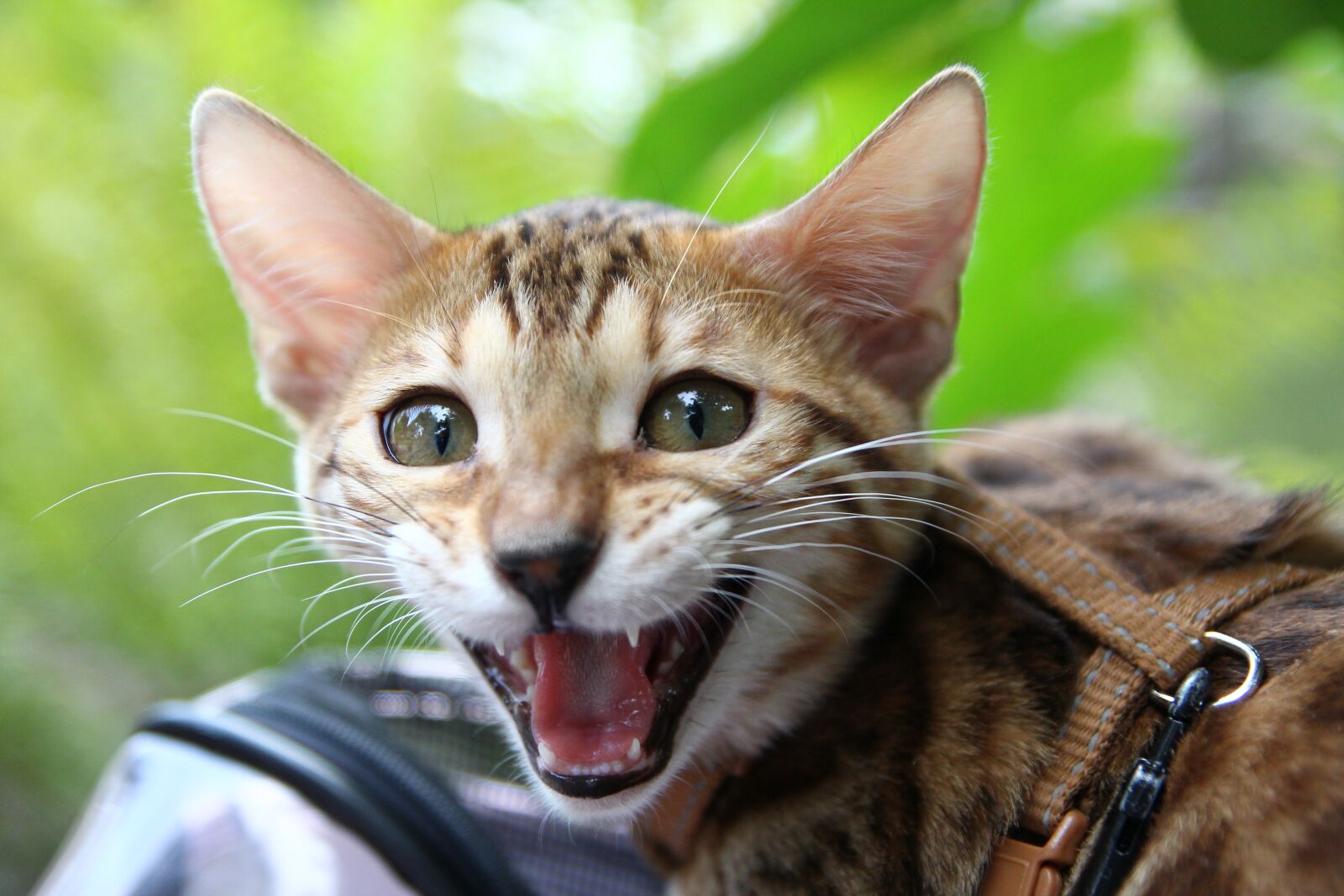 Canon EOS 600D (Rebel EOS T3i / EOS Kiss X5) sample photo. Cat, wildlife, portrait photography