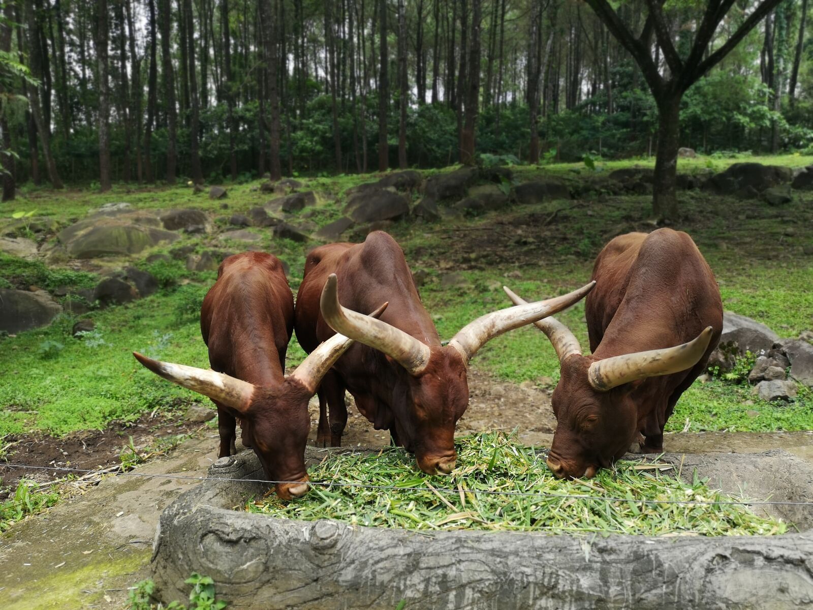HUAWEI CLT-L29 sample photo. Bull, mammals, conservation photography