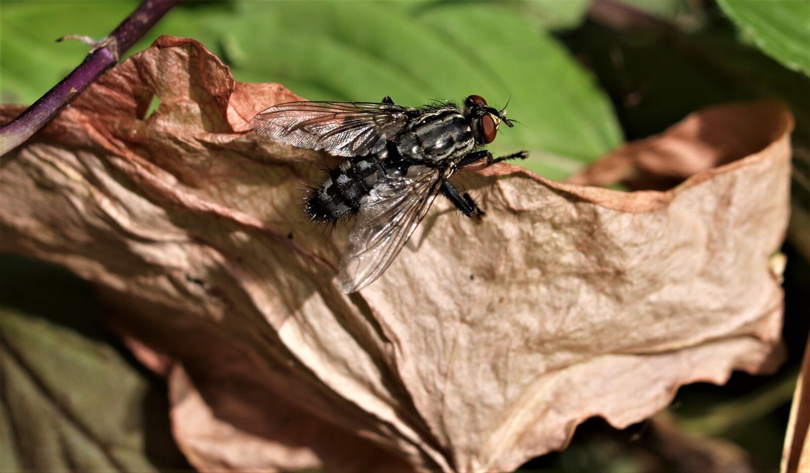 Olympus E-520 (EVOLT E-520) sample photo. Nature, insect, wildlife photography
