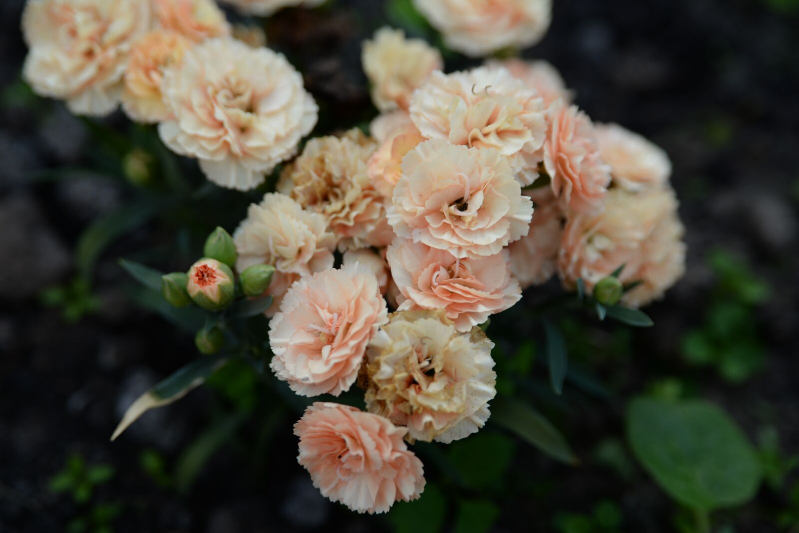 Nikon D610 sample photo. Flowers, flower, bloom photography
