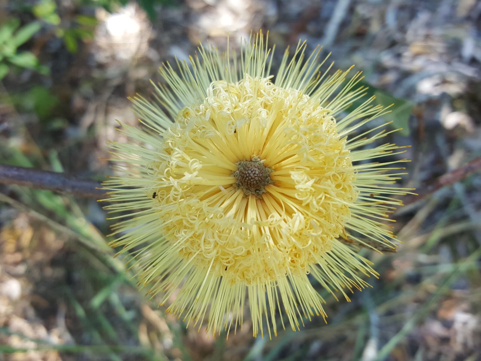 Samsung Galaxy S6 sample photo. Banksia, yellow, flora photography