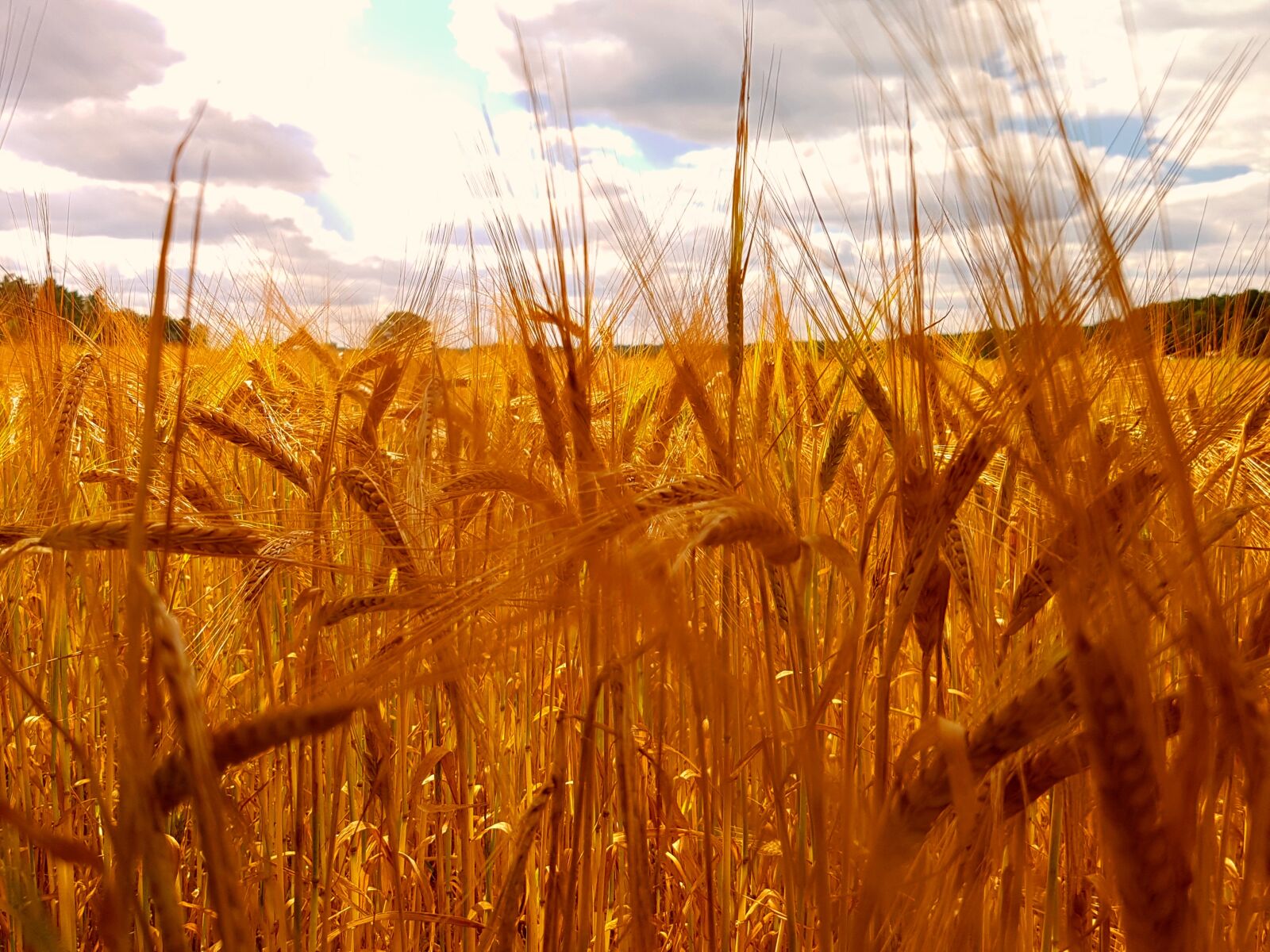 Samsung Galaxy S7 sample photo. Summer, wheat, landscape photography