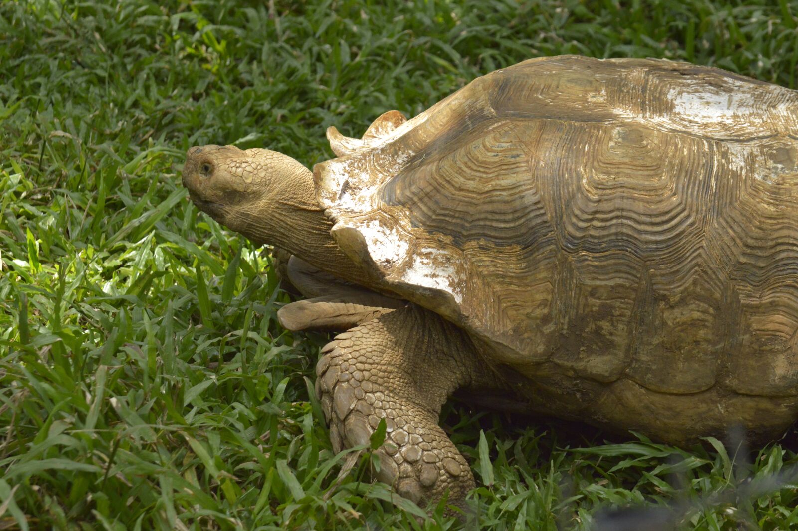 Nikon D3200 sample photo. Turtle, costa rica, animals photography