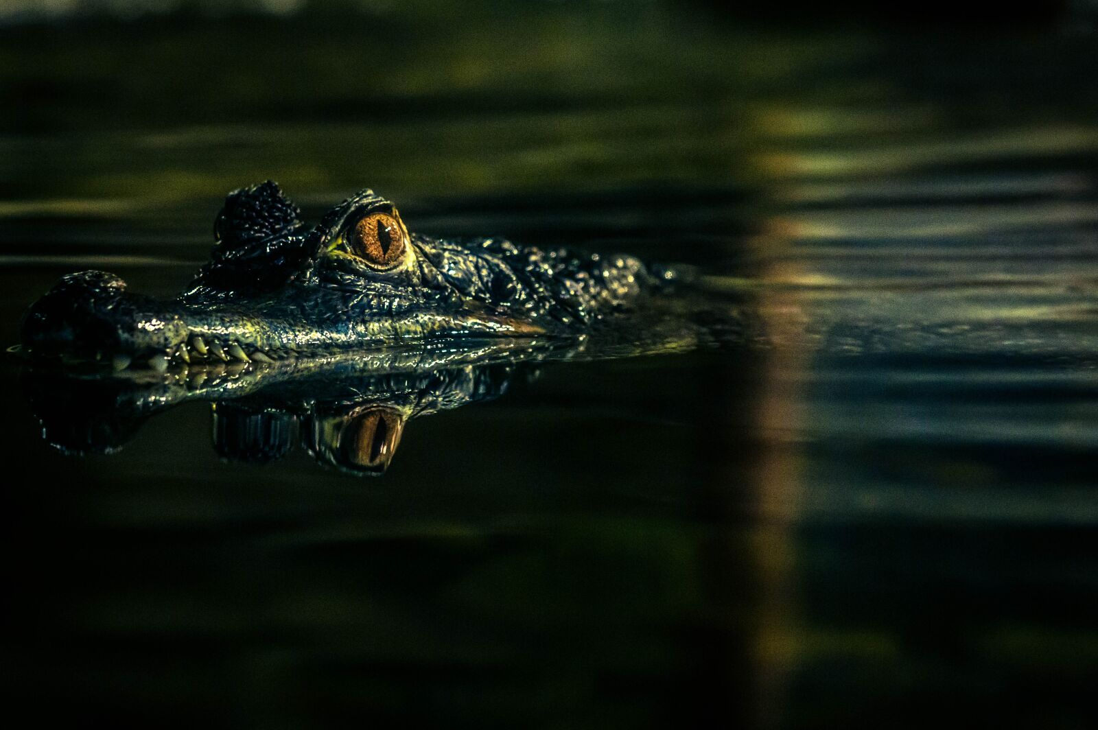 Canon EOS 60D + Canon EF 70-200mm F4L IS USM sample photo. Crocodile, animal, reptile photography