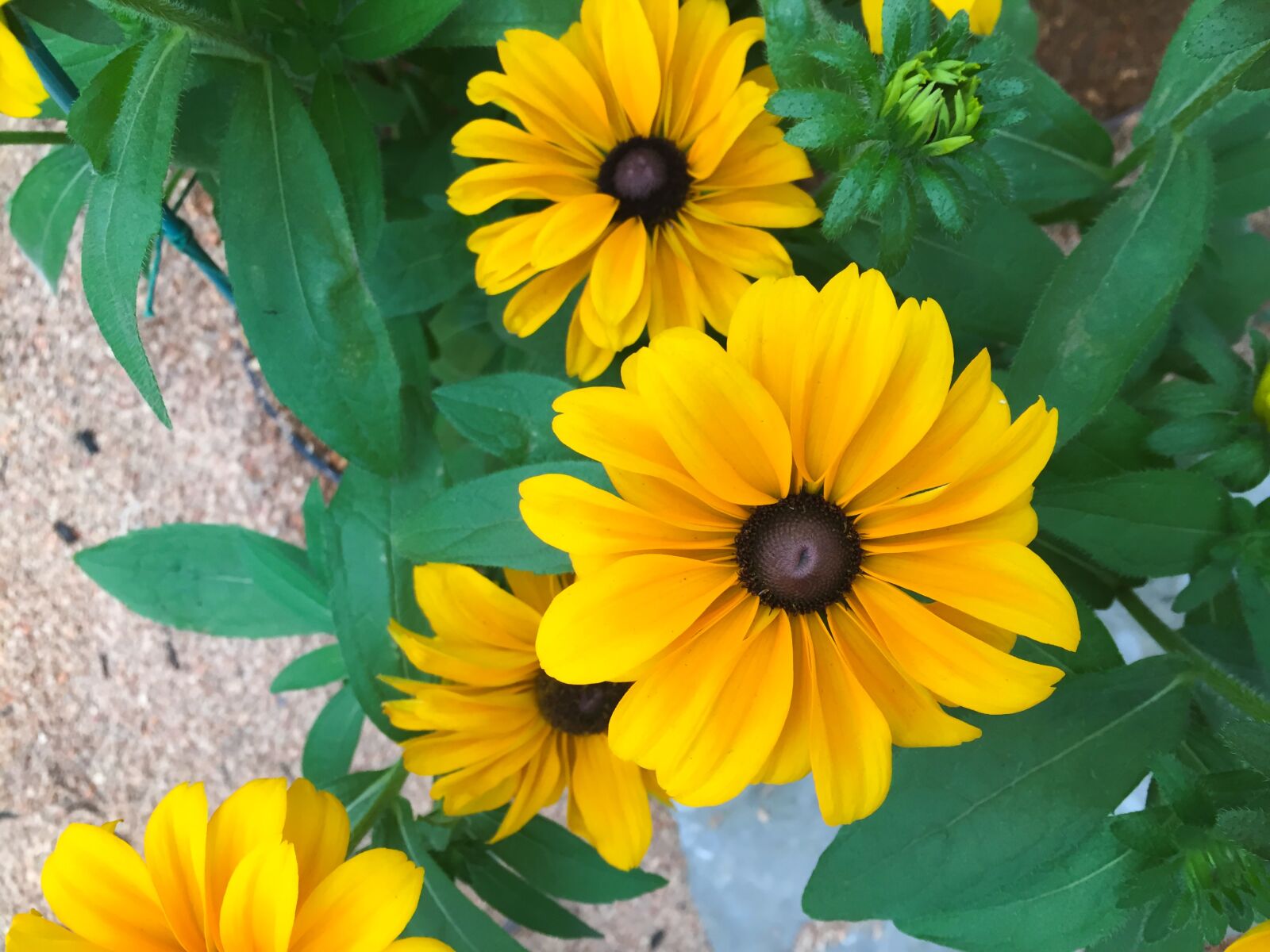 Apple iPhone 6 sample photo. Yellow, flowers, garden photography