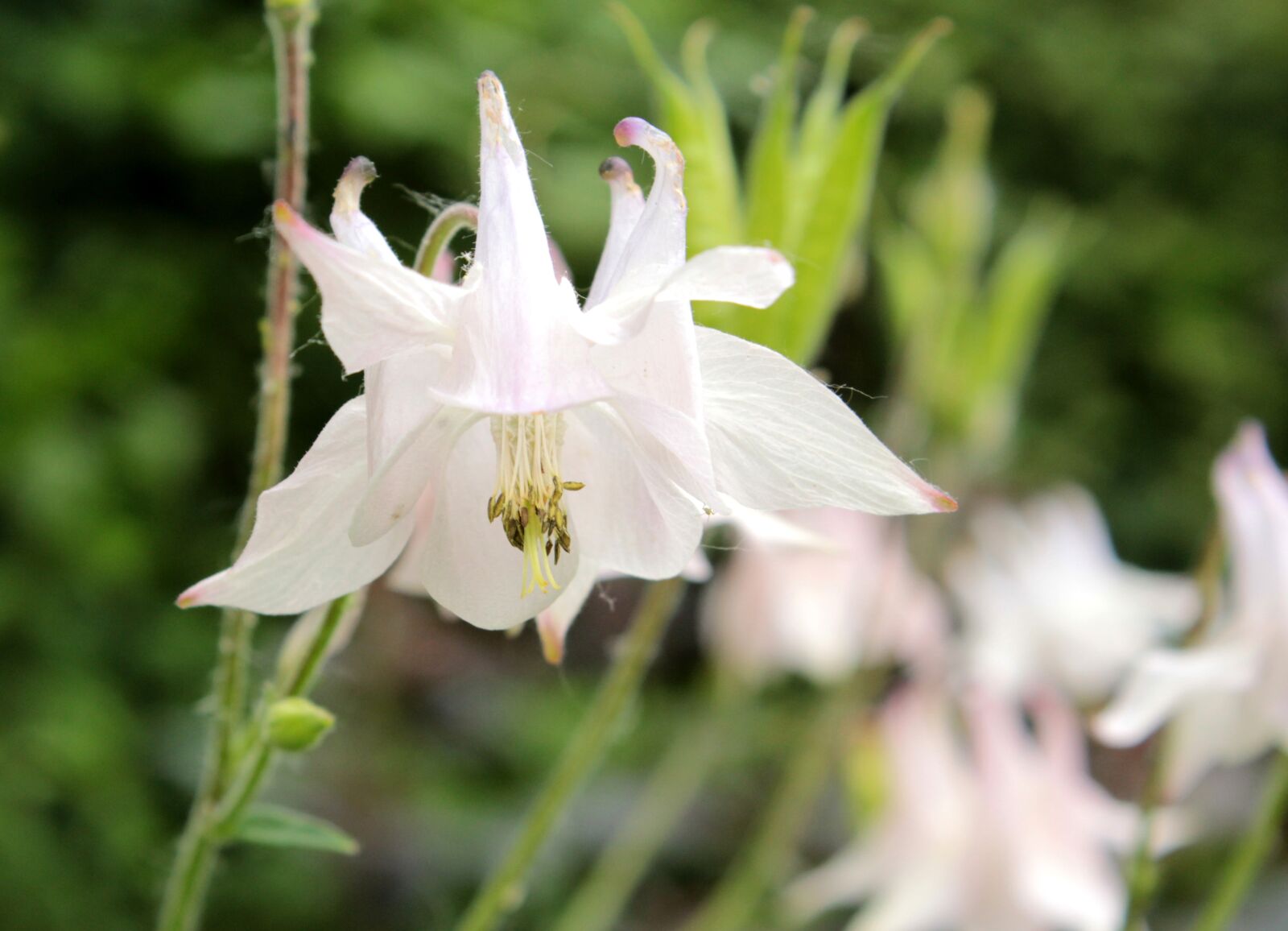Canon EOS 600D (Rebel EOS T3i / EOS Kiss X5) sample photo. Akelei, white, spring photography