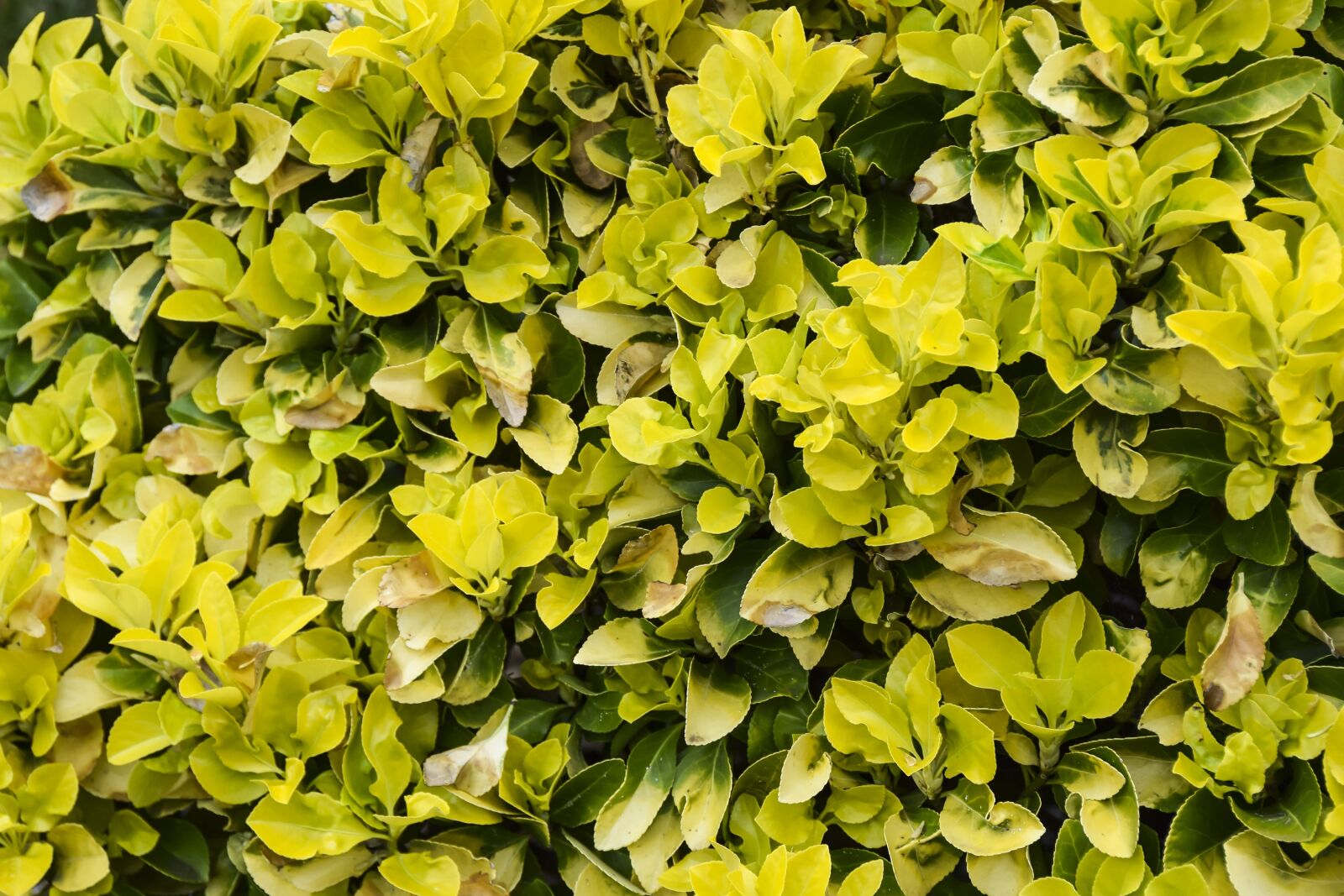 Nikon D5300 sample photo. Leaves, green, background photography