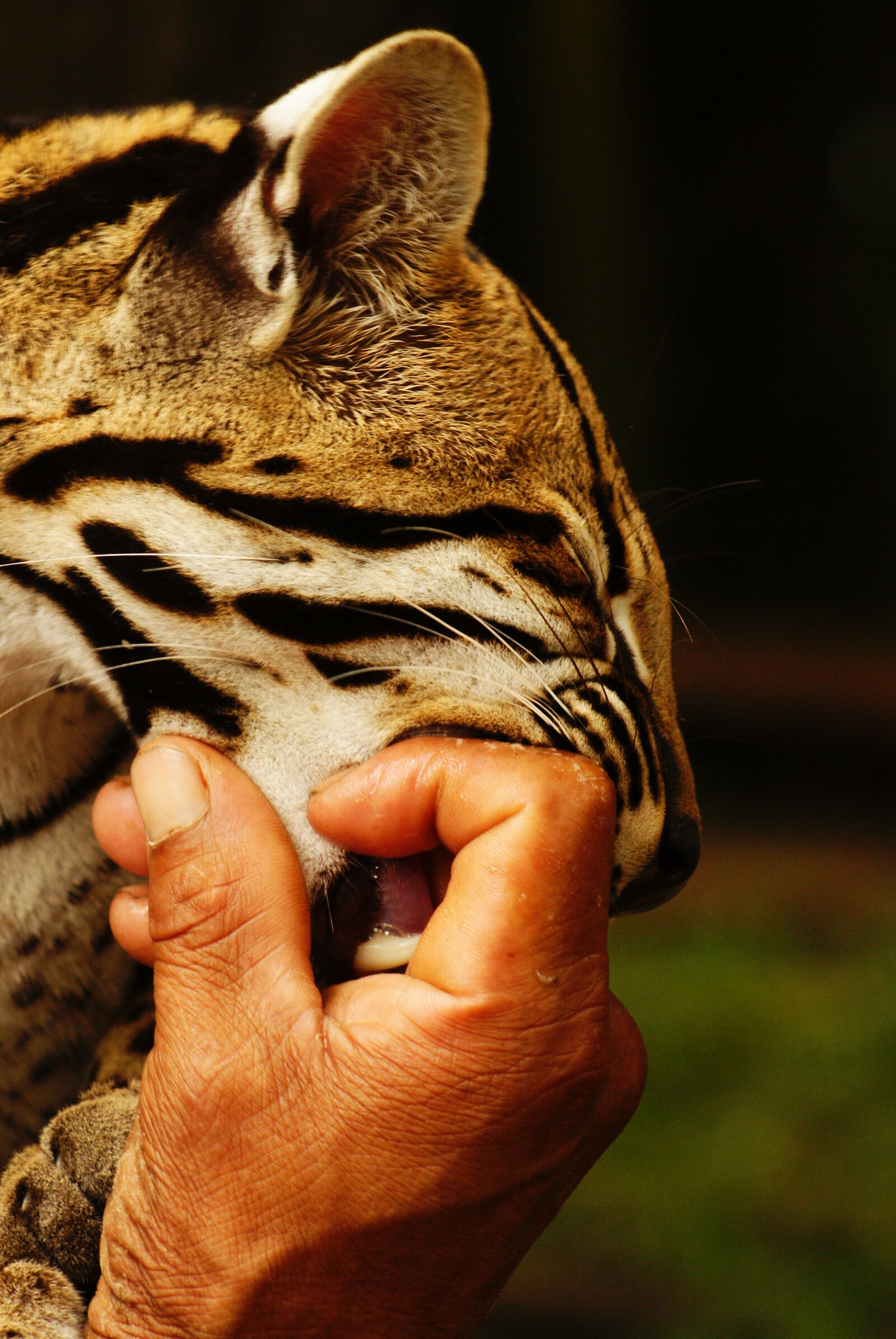 Sony 75-300mm F4.5-5.6 sample photo. Close, up, of, hand photography