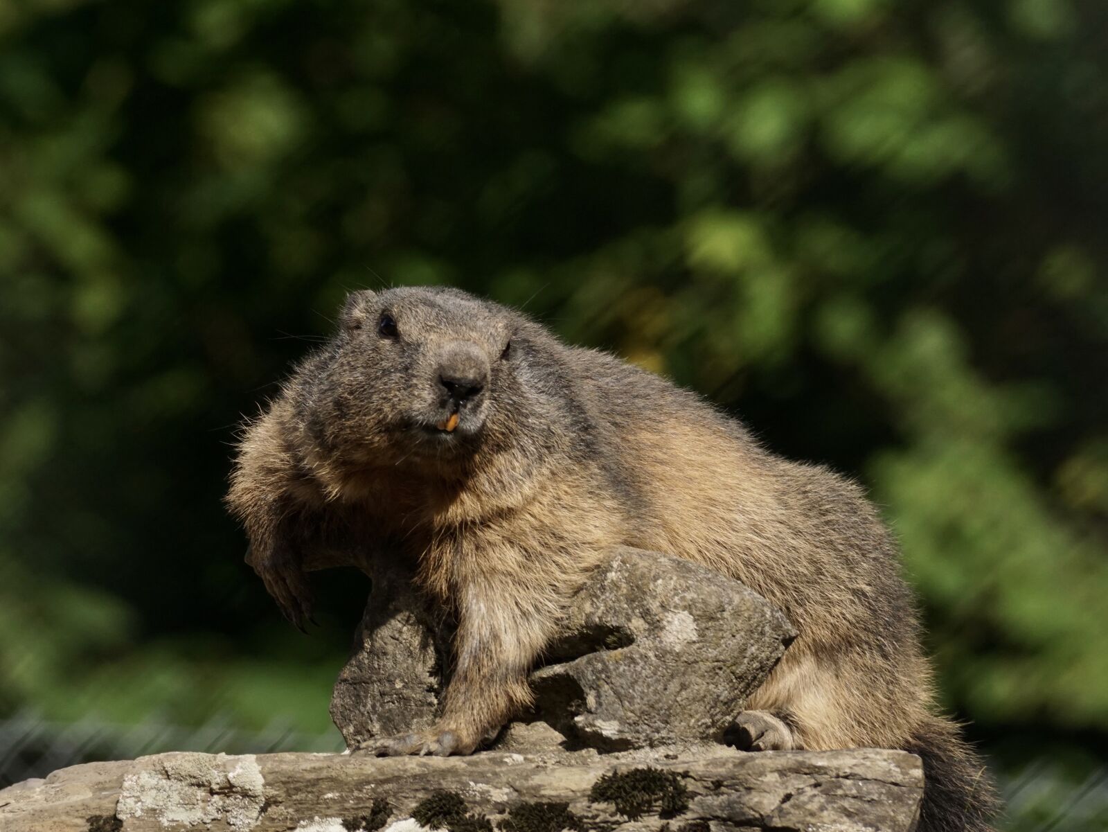 Sony DT 55-300mm F4.5-5.6 SAM sample photo. Marmot, rodent, alpine photography