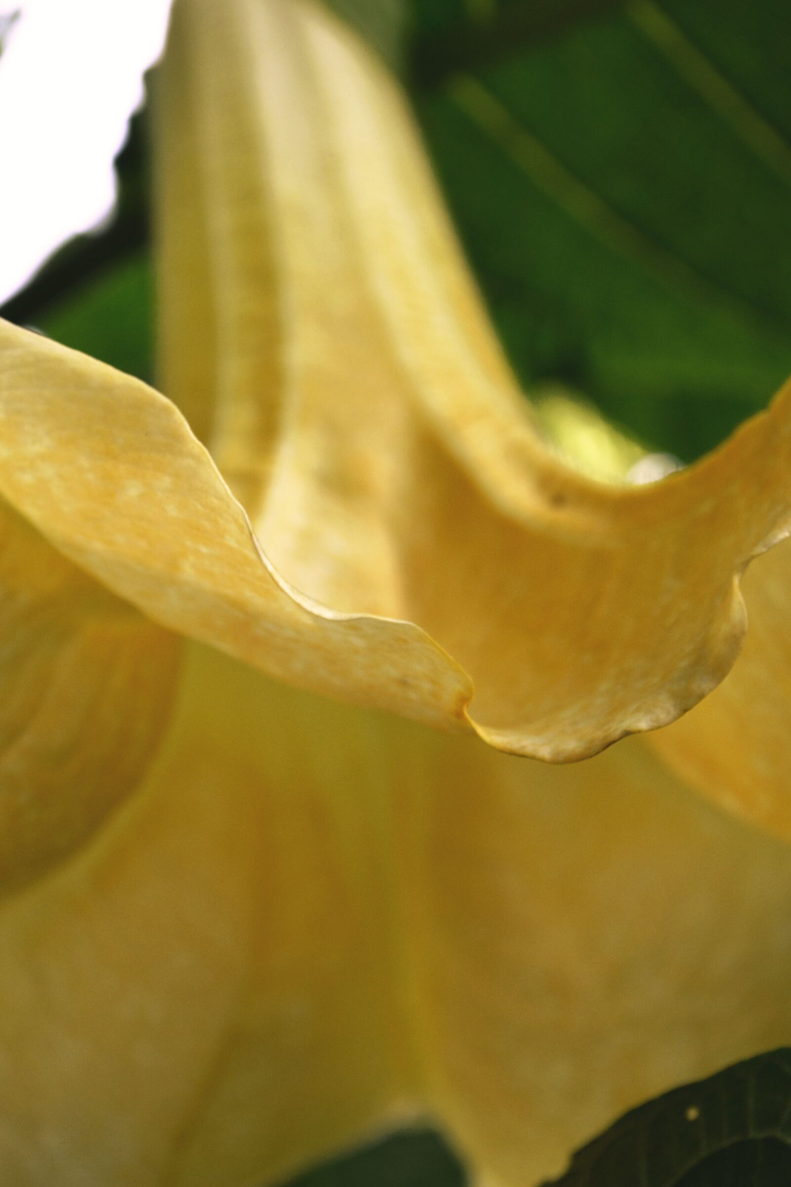 Nikon D3100 sample photo. Angel trumpet, blossom, bloom photography