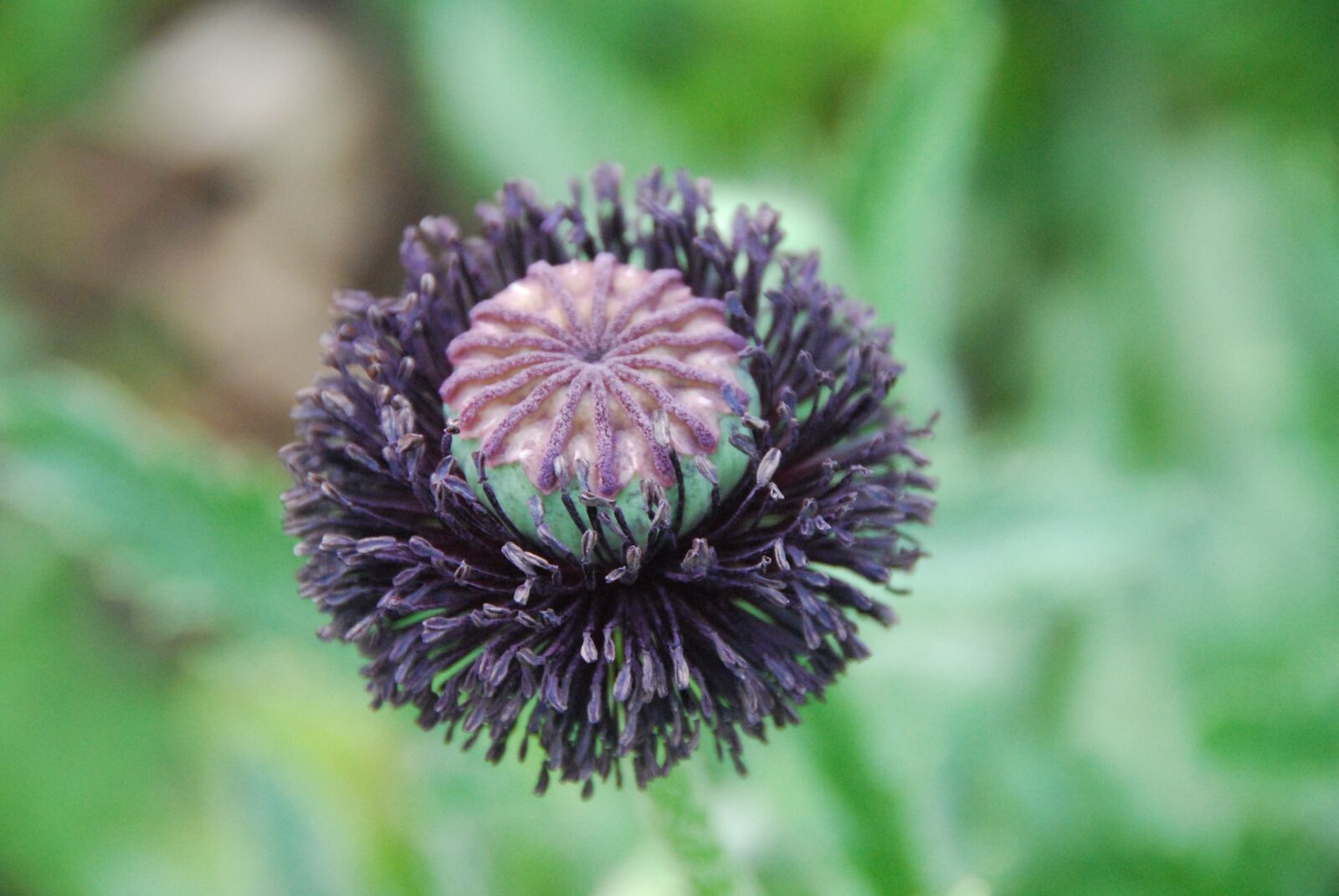 Nikon D80 sample photo. Poppy, capsule, poppy capsule photography