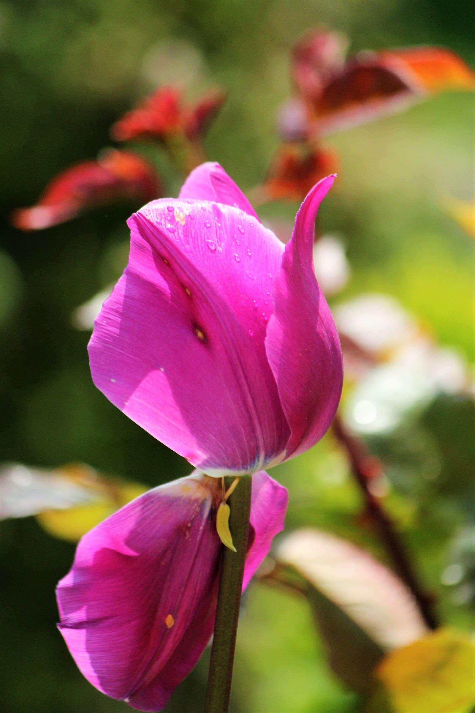 Canon EOS 550D (EOS Rebel T2i / EOS Kiss X4) sample photo. Tulip, pink, beauty photography