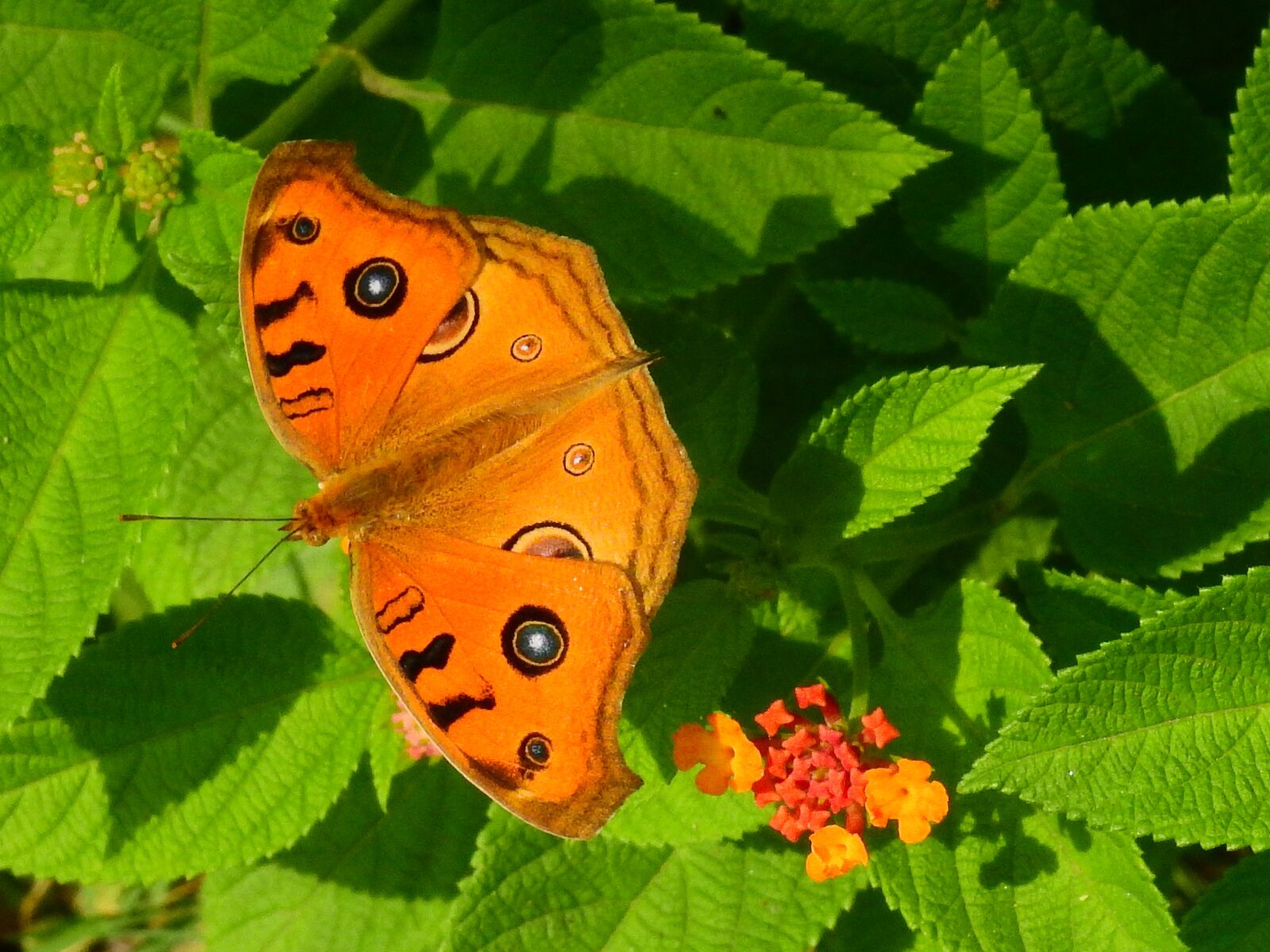 Nikon Coolpix P900 sample photo. Butterfly, nature, butterflies photography