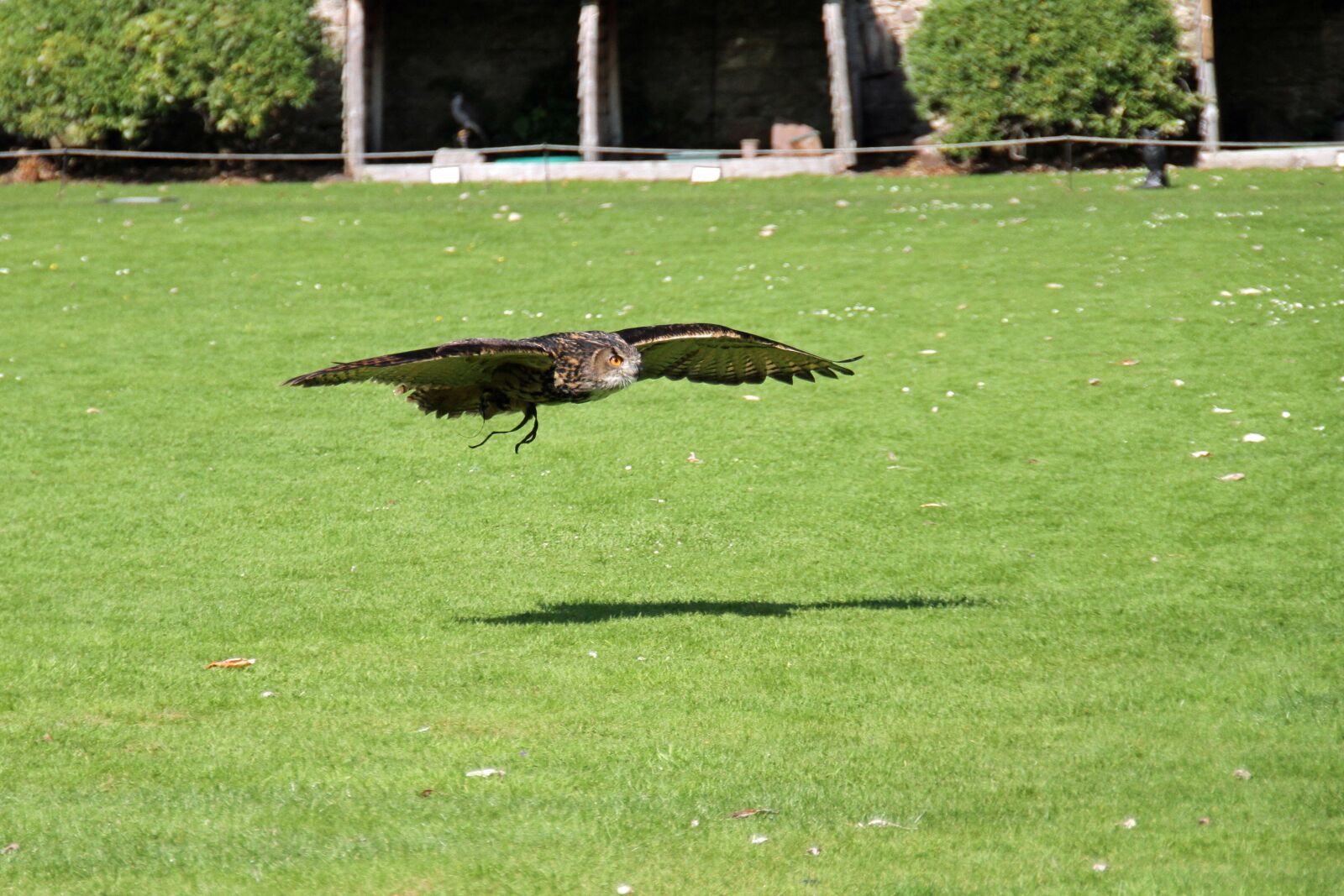 Canon EOS 7D sample photo. Owl, bird, animal photography