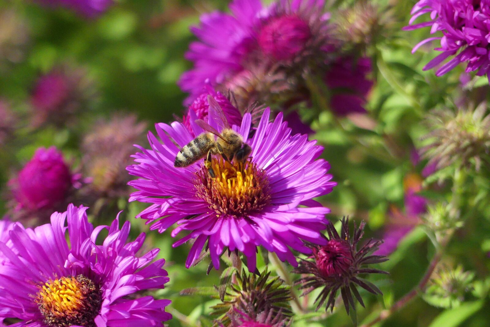 Panasonic Lumix DMC-FZ300 sample photo. Bee, flower, nature photography