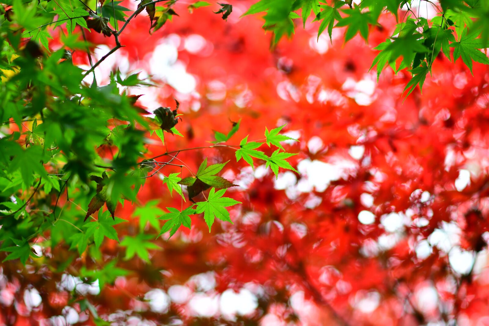 Nikon D500 sample photo. Maple leaf, red maple photography